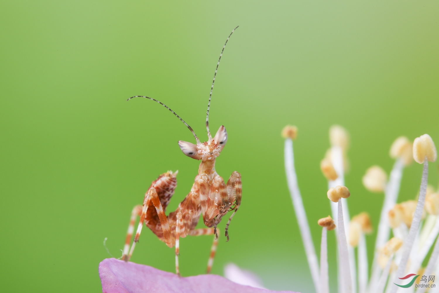 云南萌宠弧纹螳螂祝贺荣获综合精华