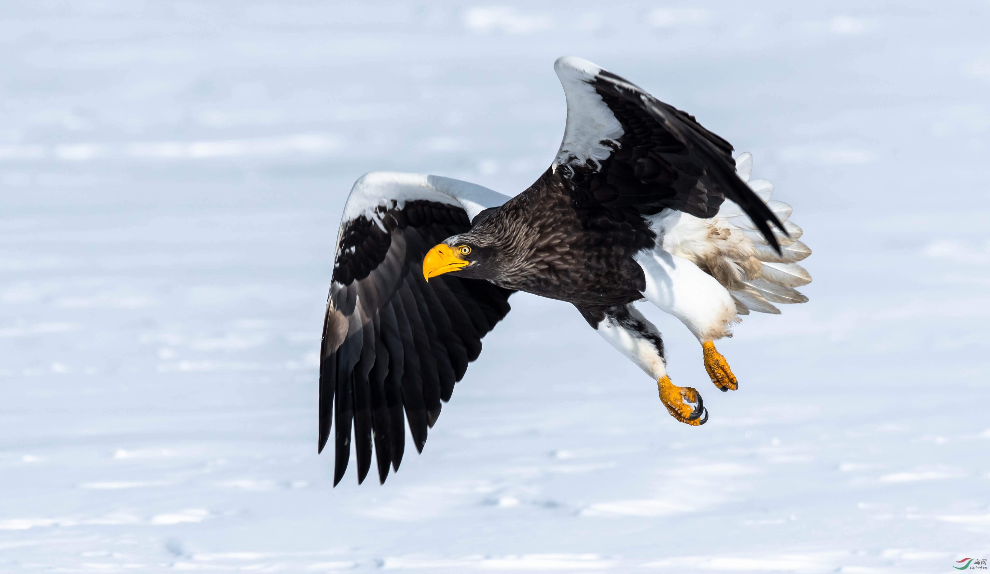 飞跃的虎头海雕