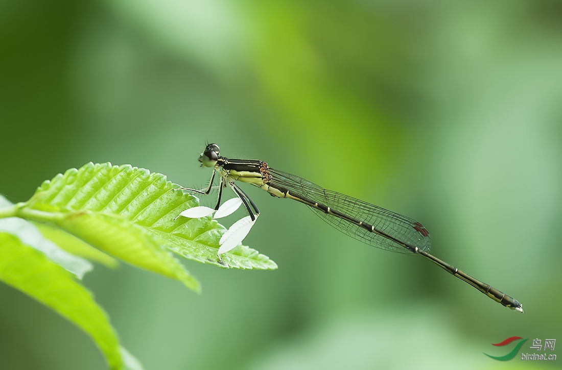 昆虫杂拍-祝贺荣获首页综合精华