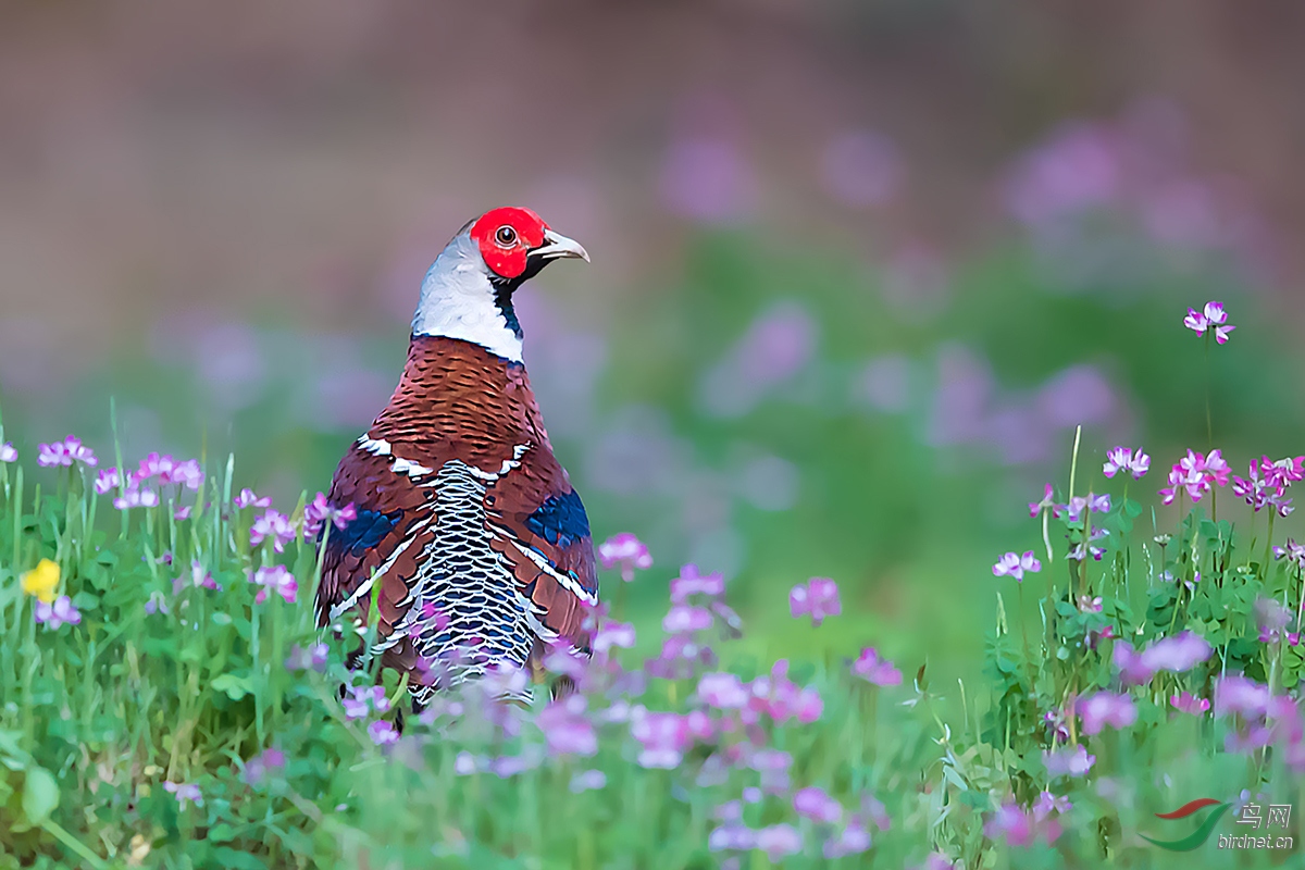 回眸——白颈长尾雉