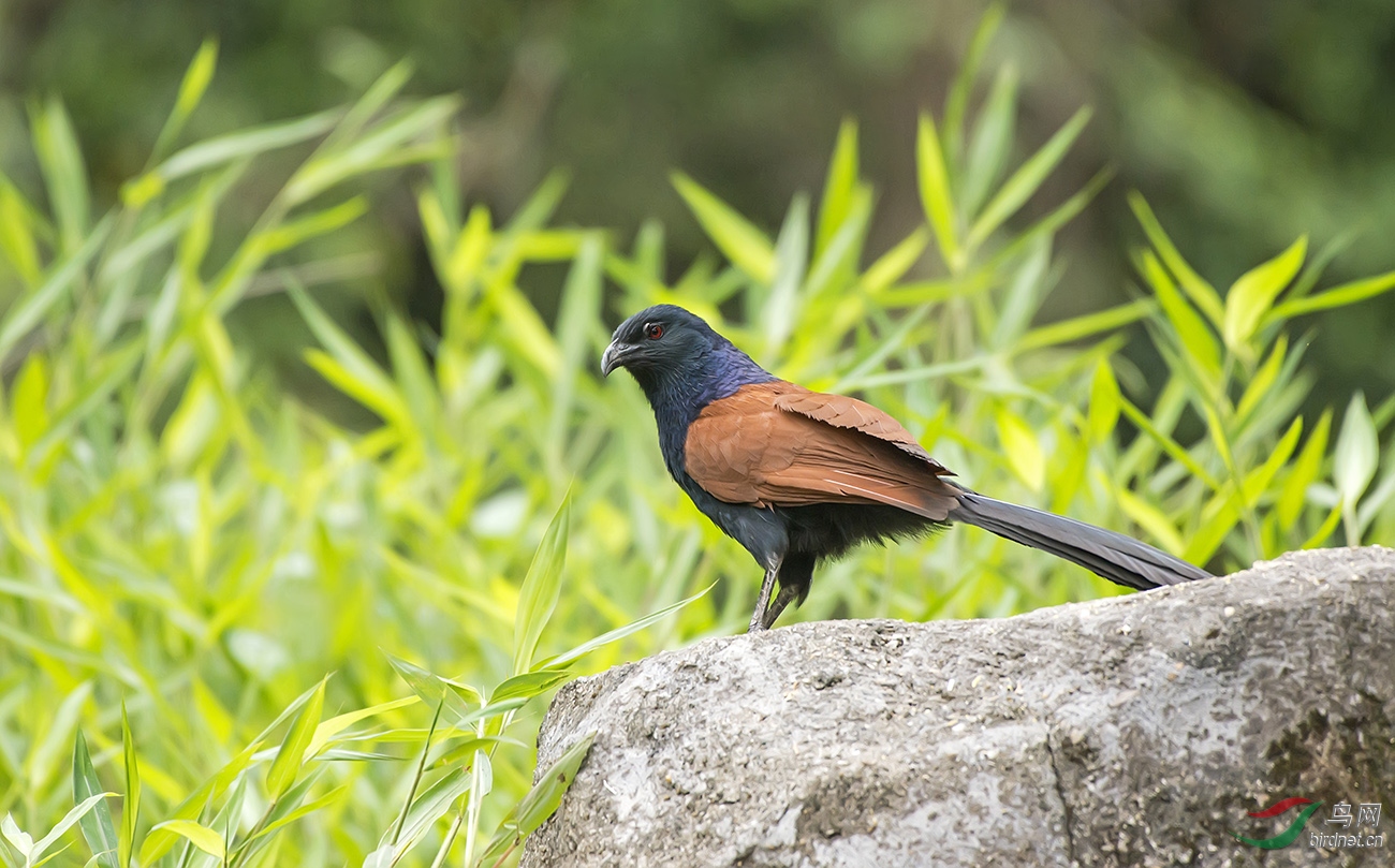 炯炯有神的红毛