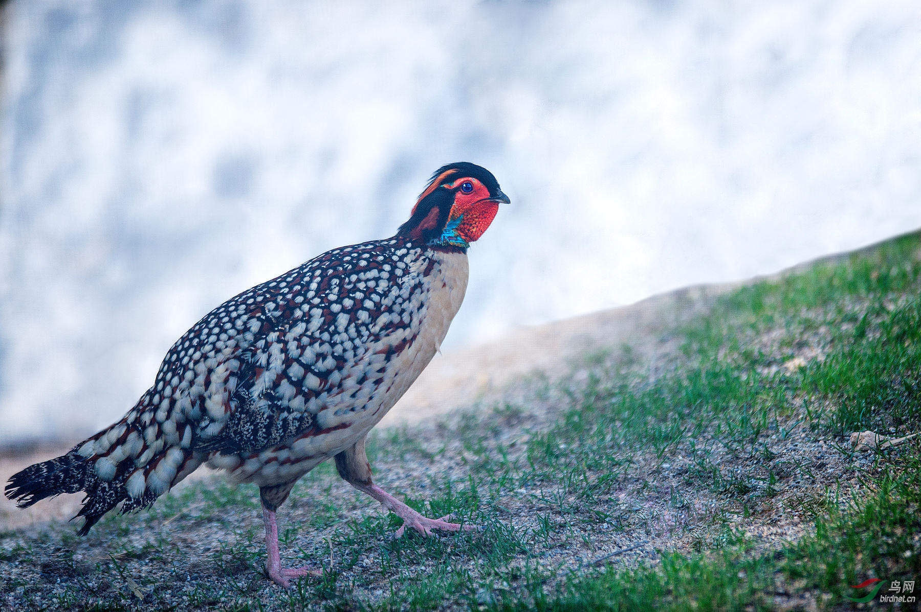 乌岩岭寻找黄腹角雉