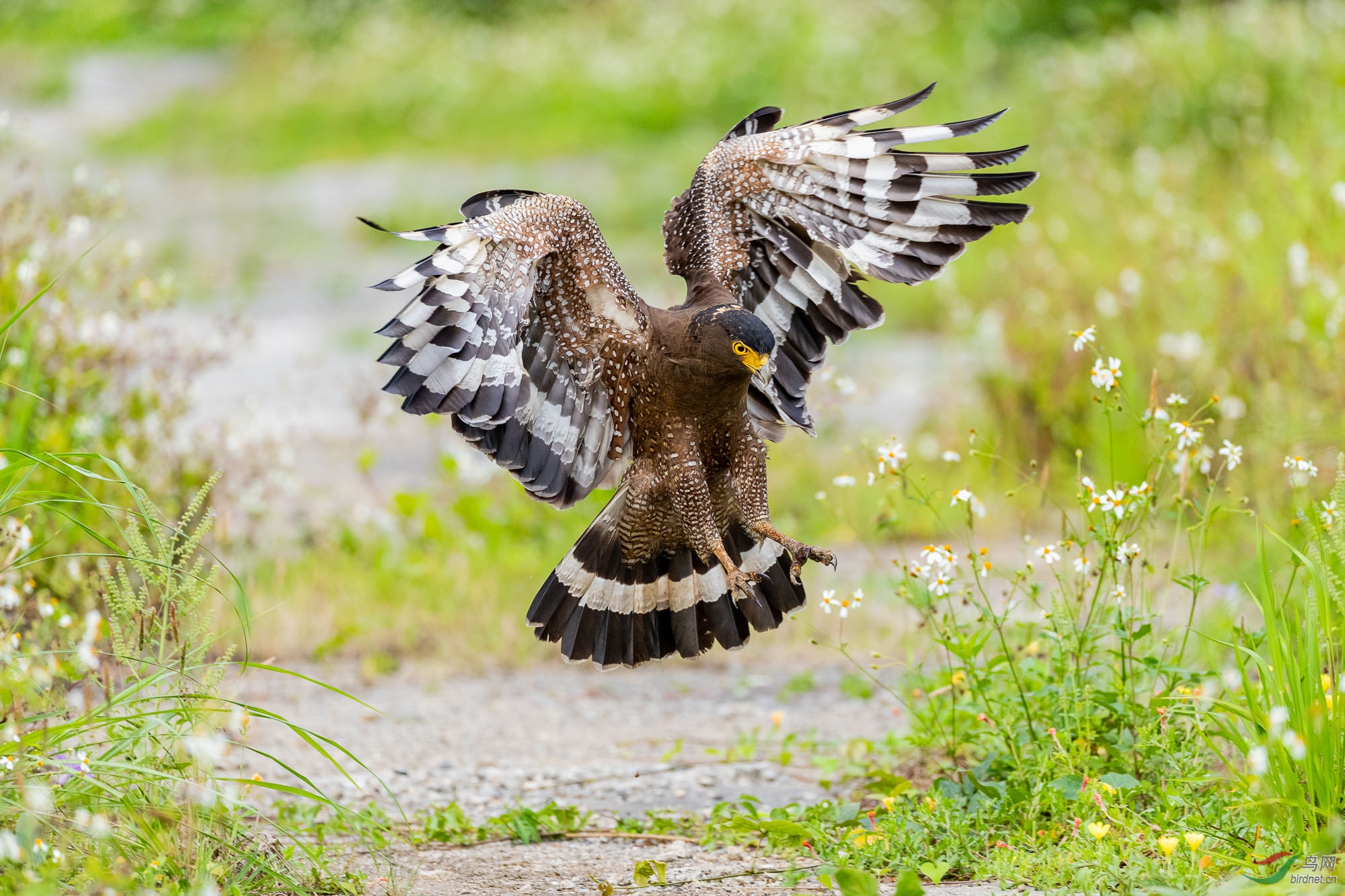 (蛇雕)蛇雕连拍(祝贺获每日一图)