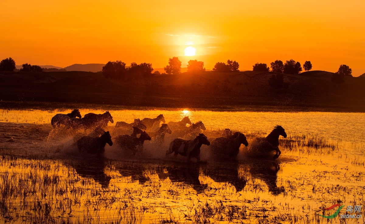 披着霞光的坝上骏马