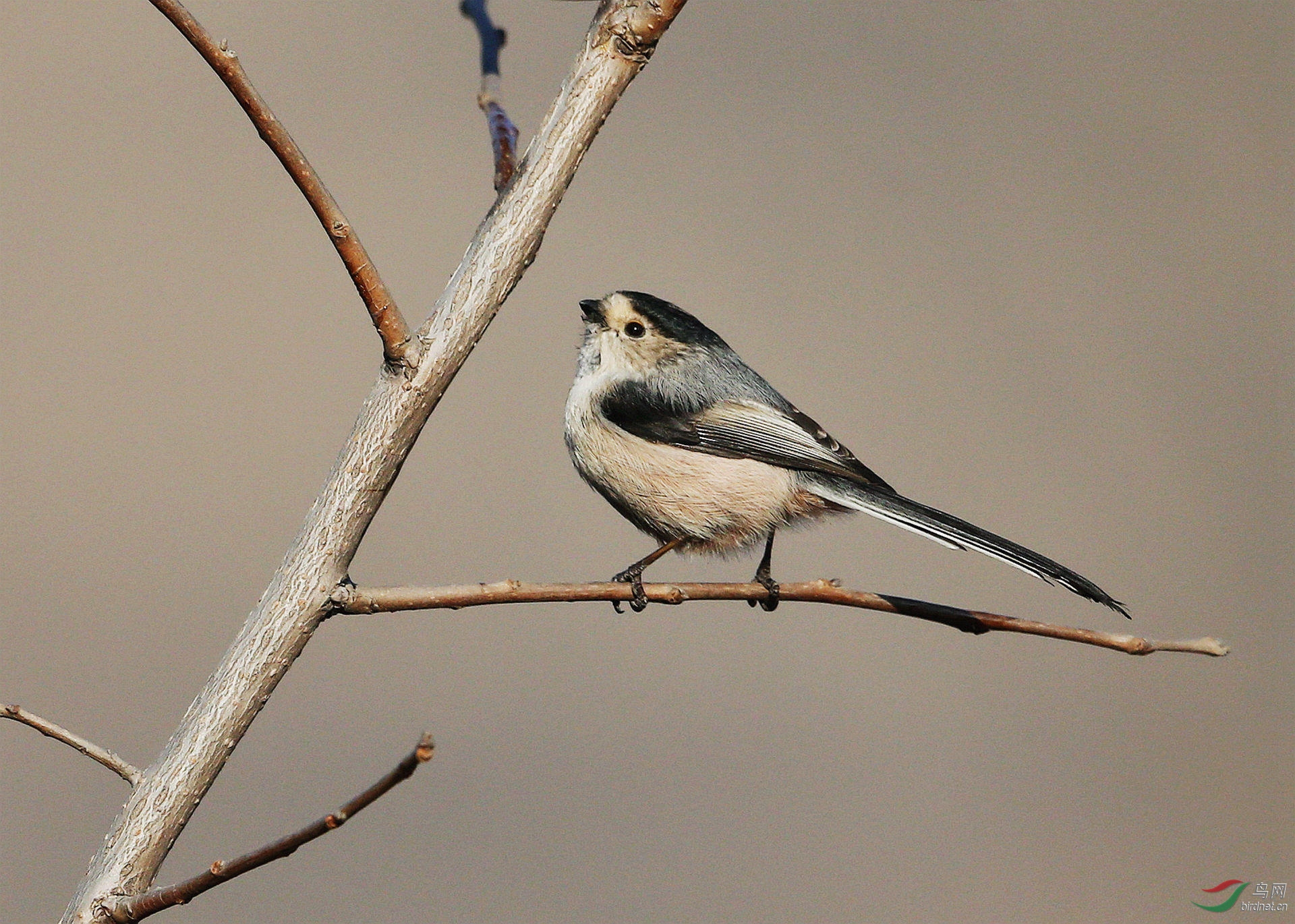 北方冬季鸟类图片