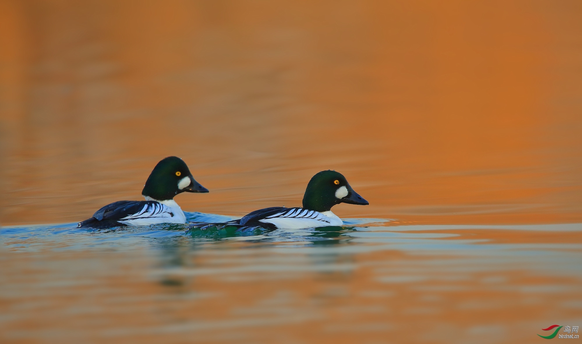200920opat83fulldgzdl3.jpg
