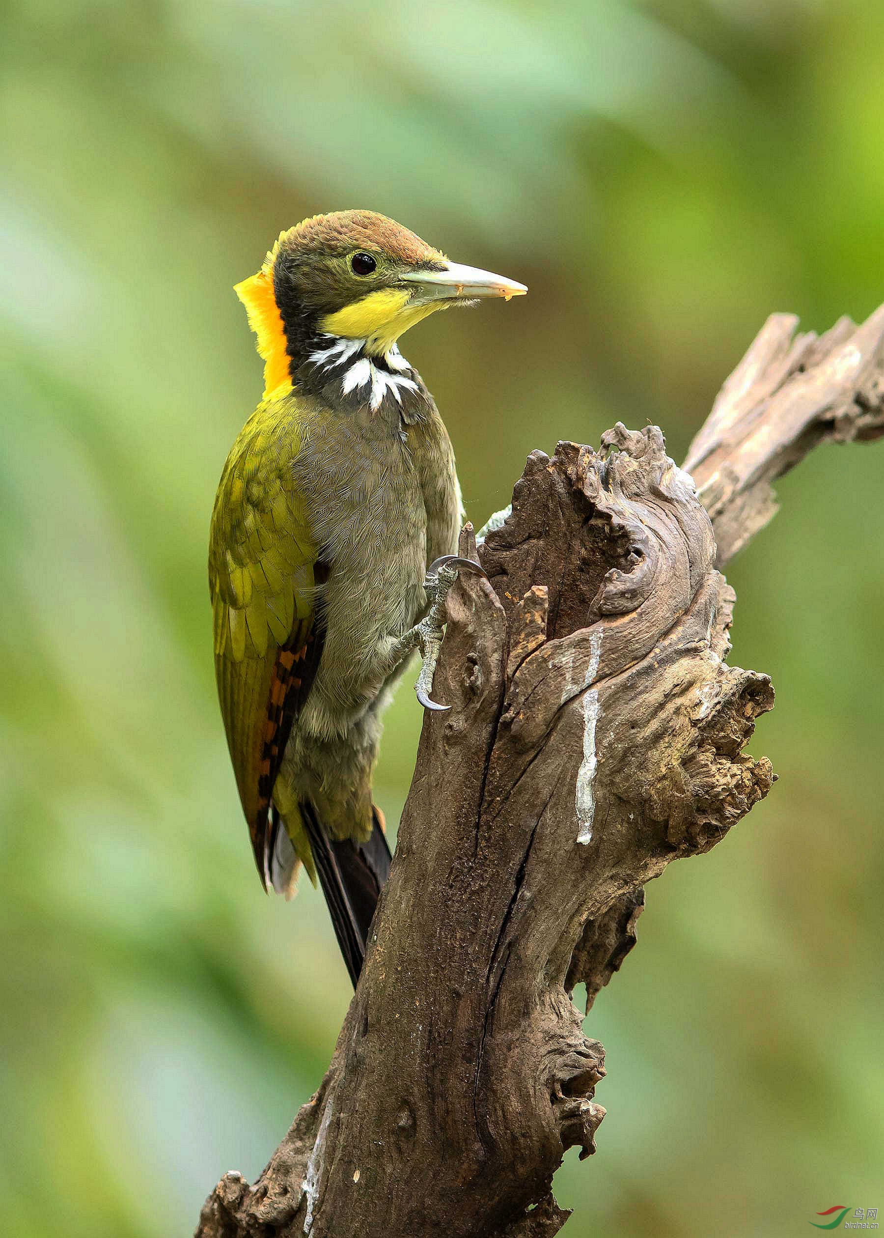 大黄冠啄木鸟