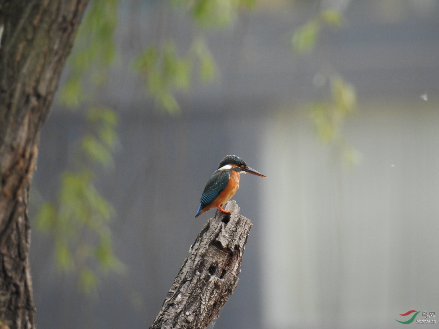 30��ԭƬδ��