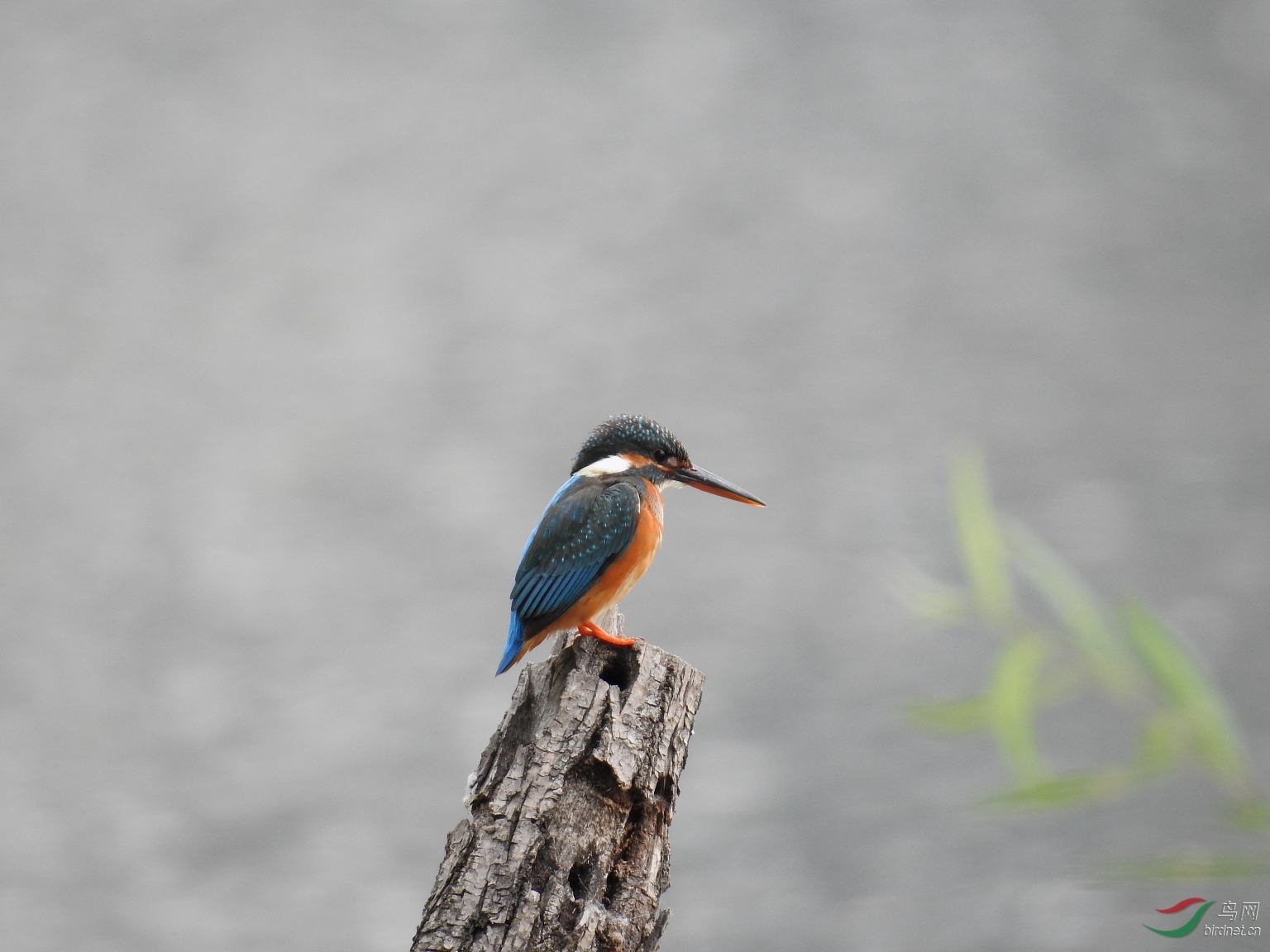 20�� ԭƬδ��