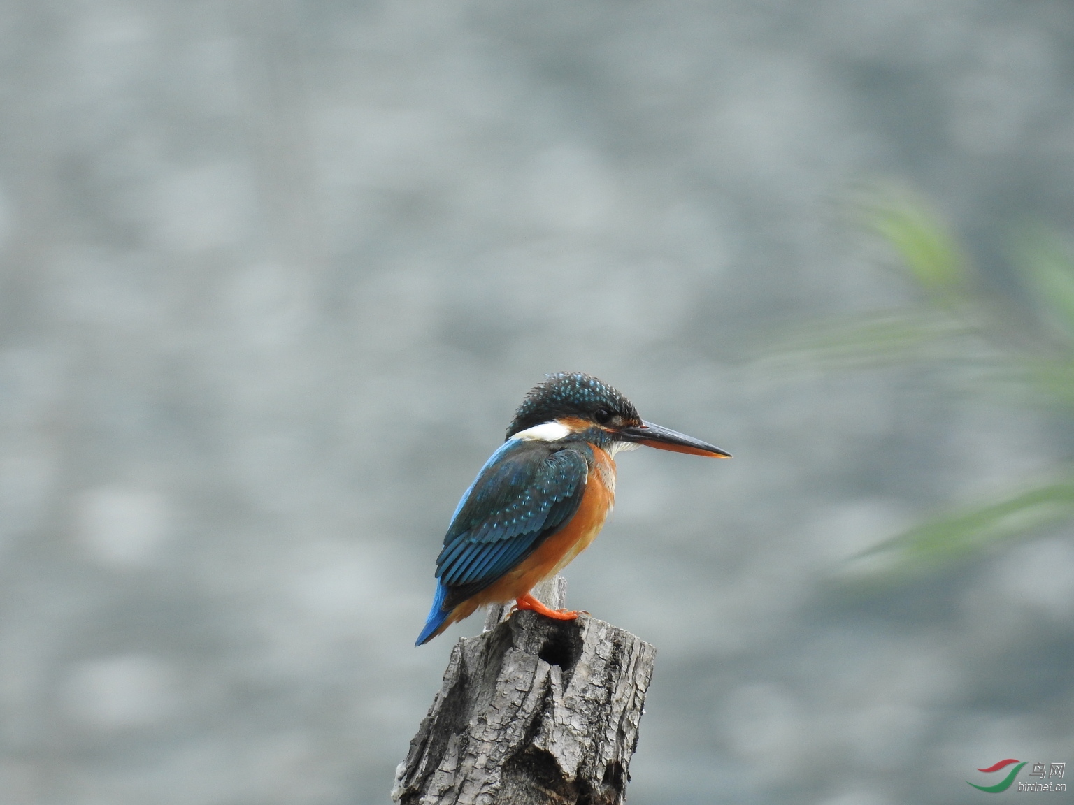 15��ԭƬδ��