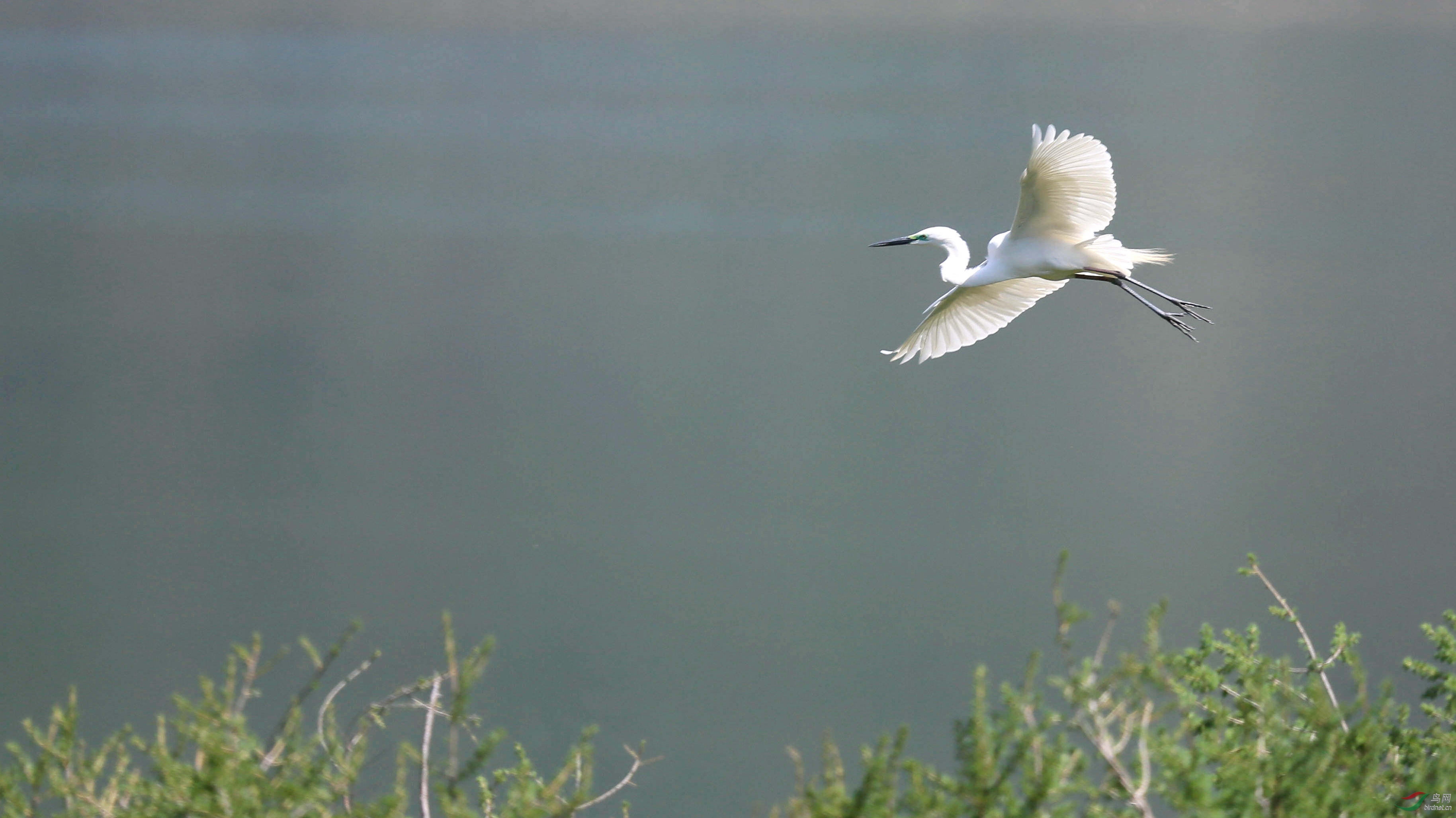 飞翔的白鹭