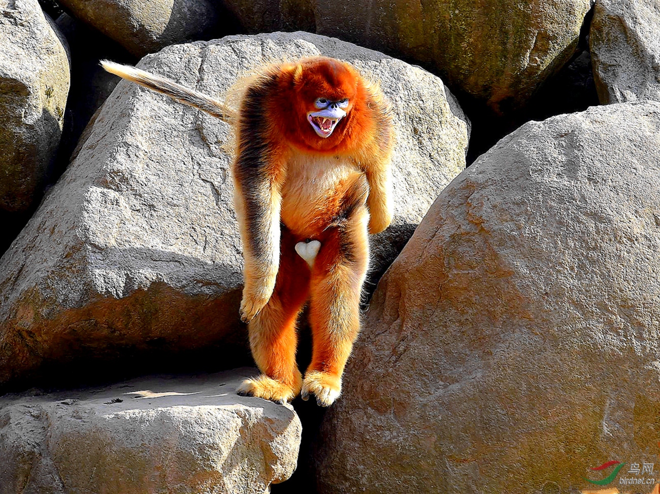 直立行走-----金丝猴