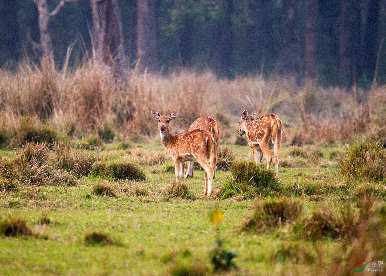 [哺乳] 野生梅花鹿--祝贺首页精华!