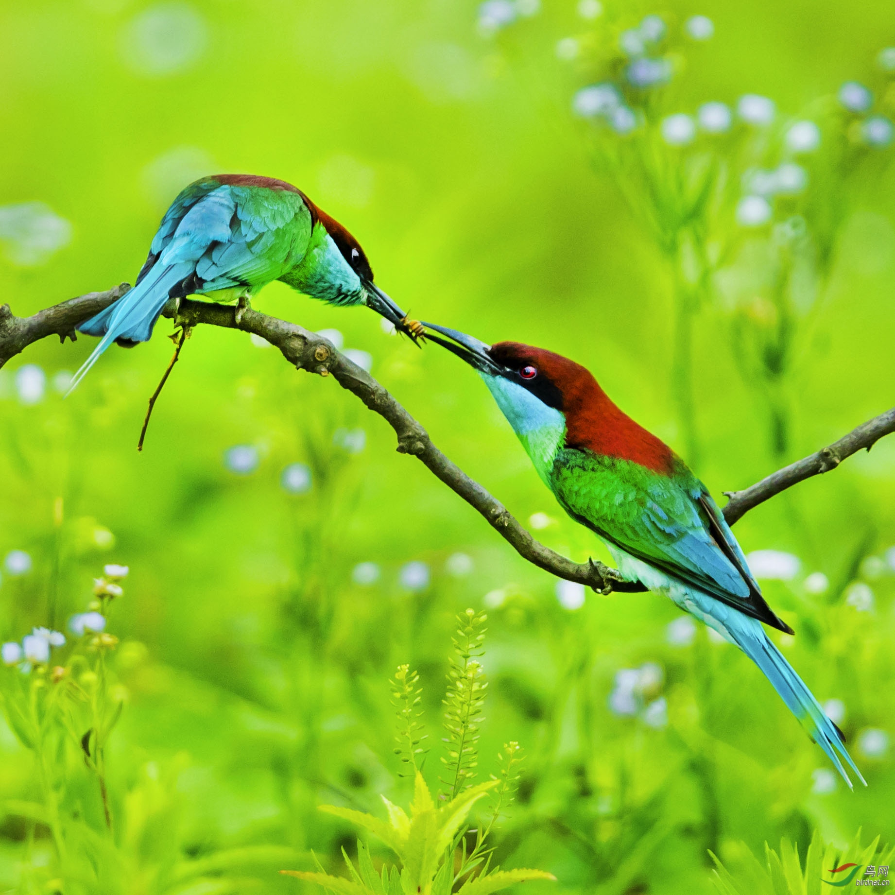 中国最美小鸟蓝喉蜂虎