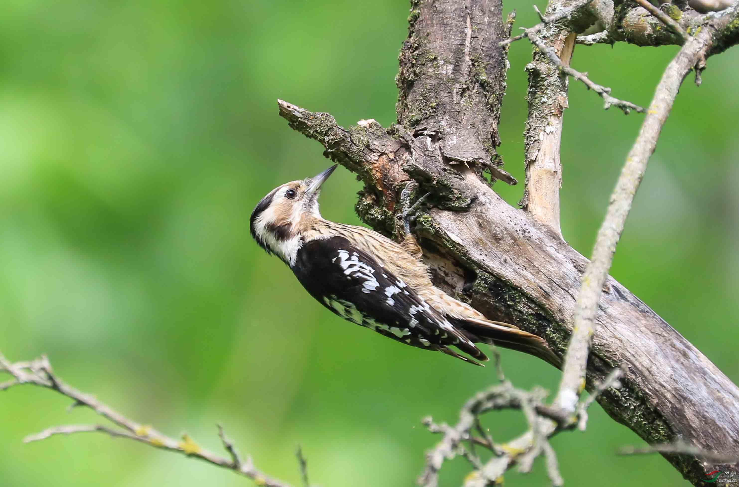 星头啄木鸟