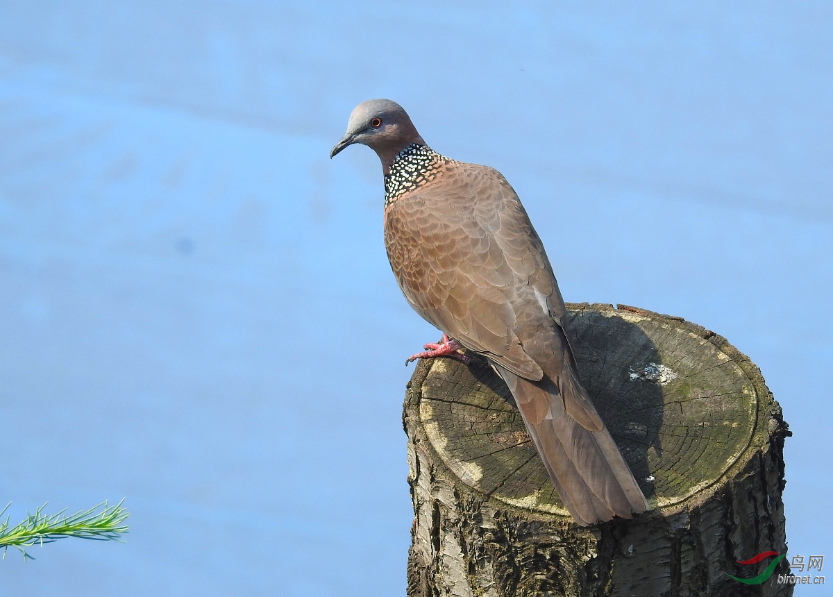 DSCN8818.JPG