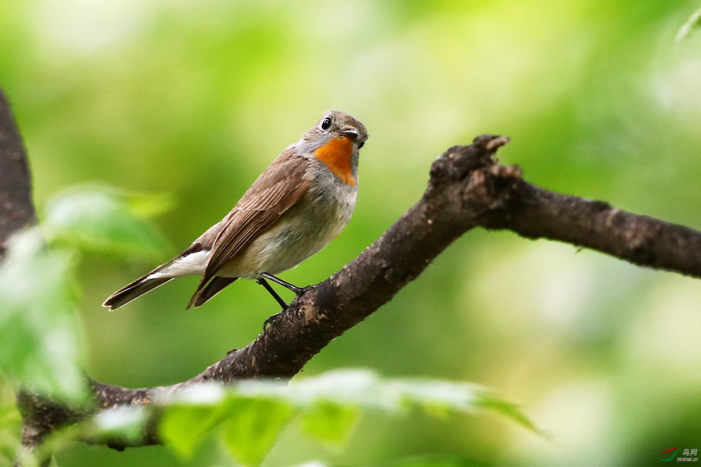 红喉姬鹟(俗称字砬子)