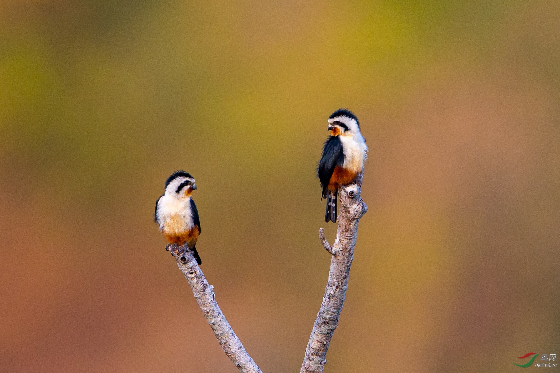互相欣赏红腿小隼