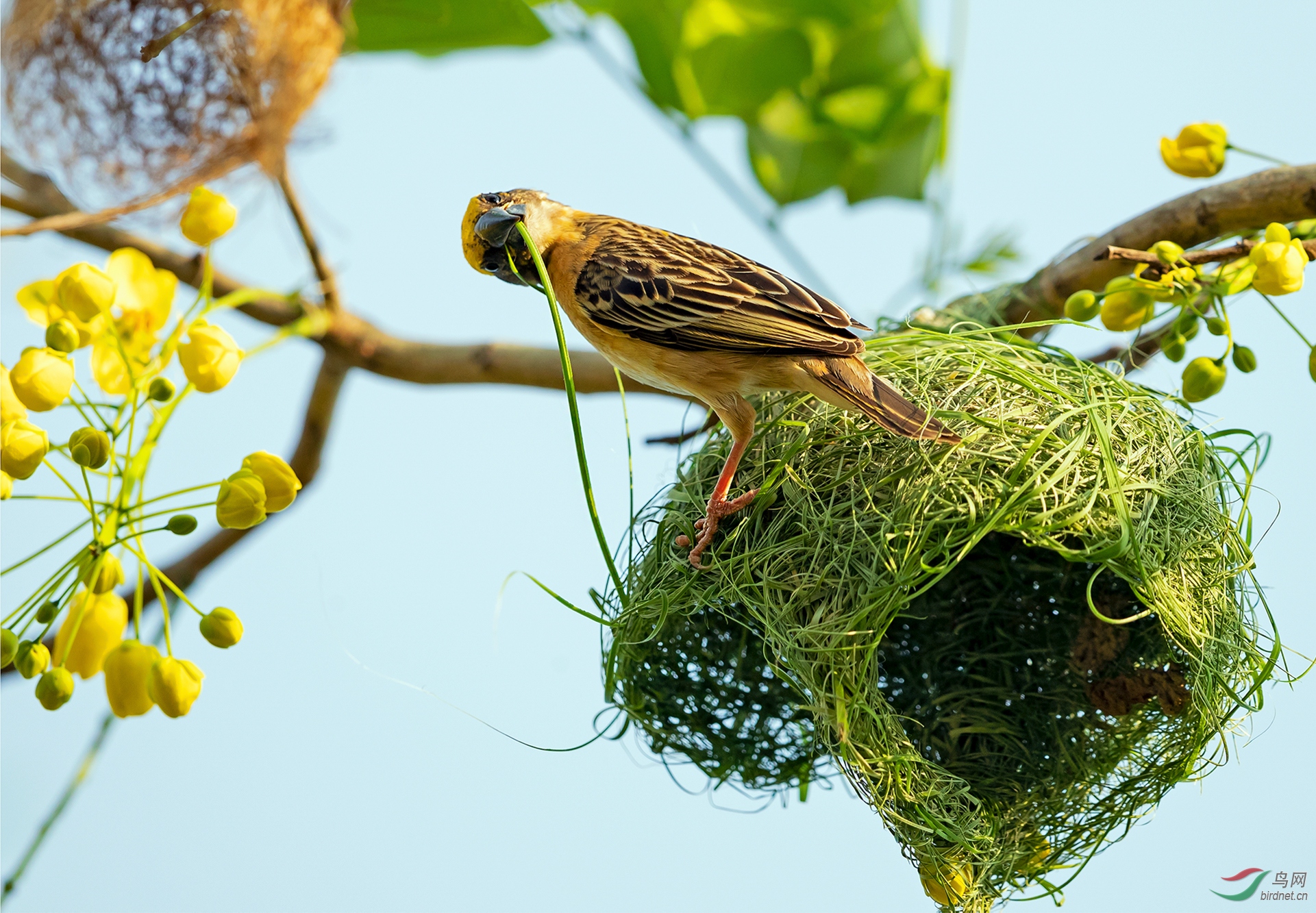 [林鸟] 辛勤的劳作--美丽的织布鸟