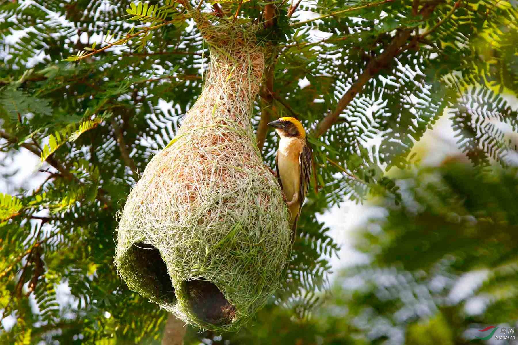 织巢鸟