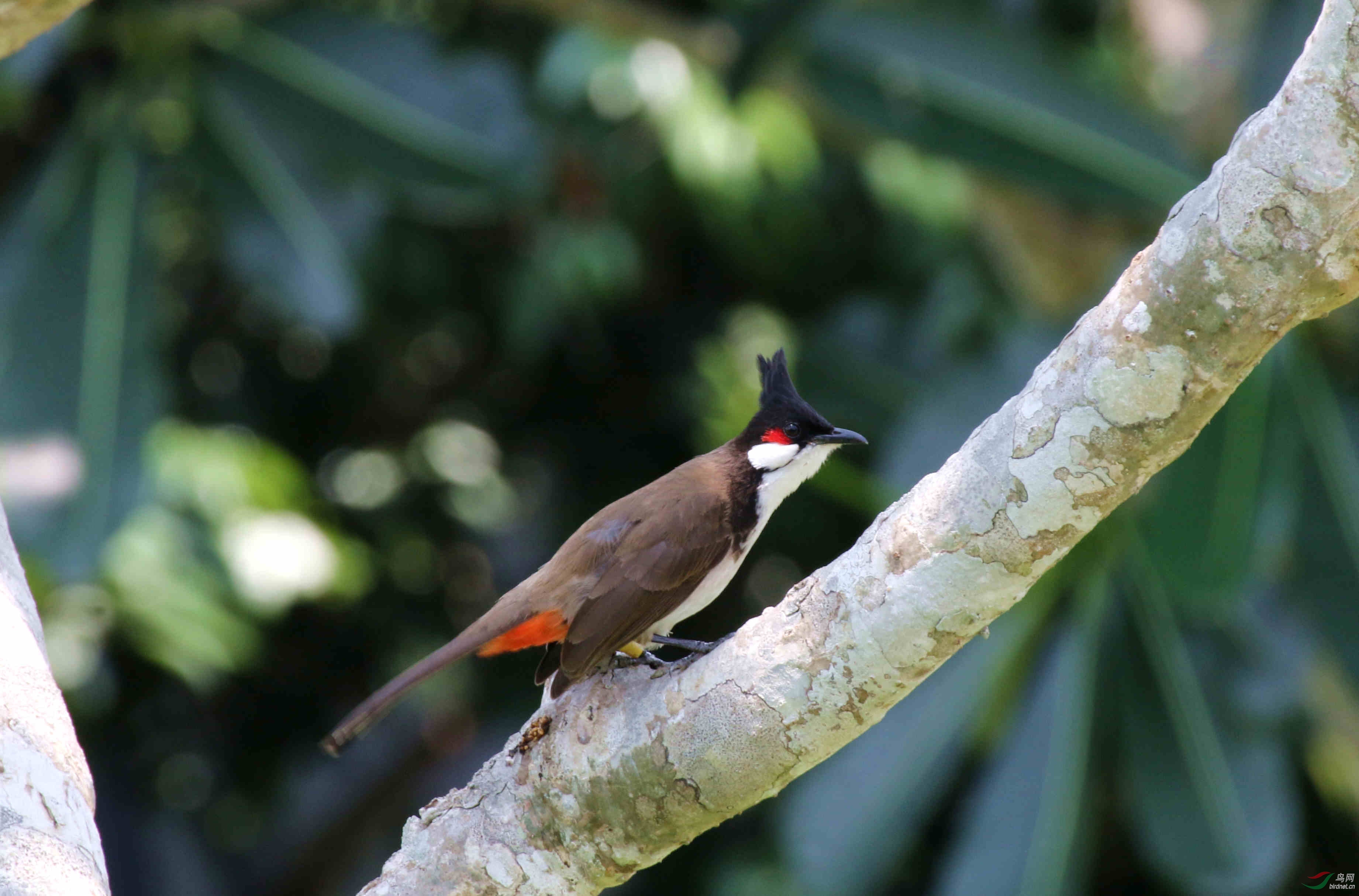几种云南的热带鸟种