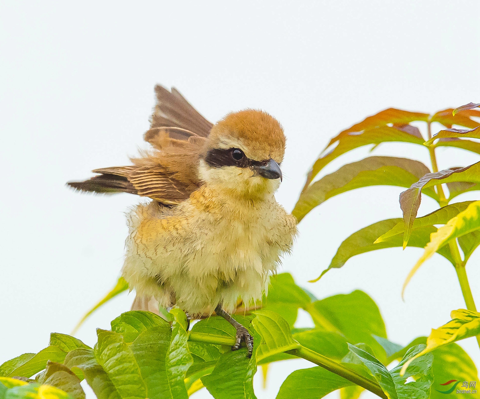 红尾伯劳幼鸟