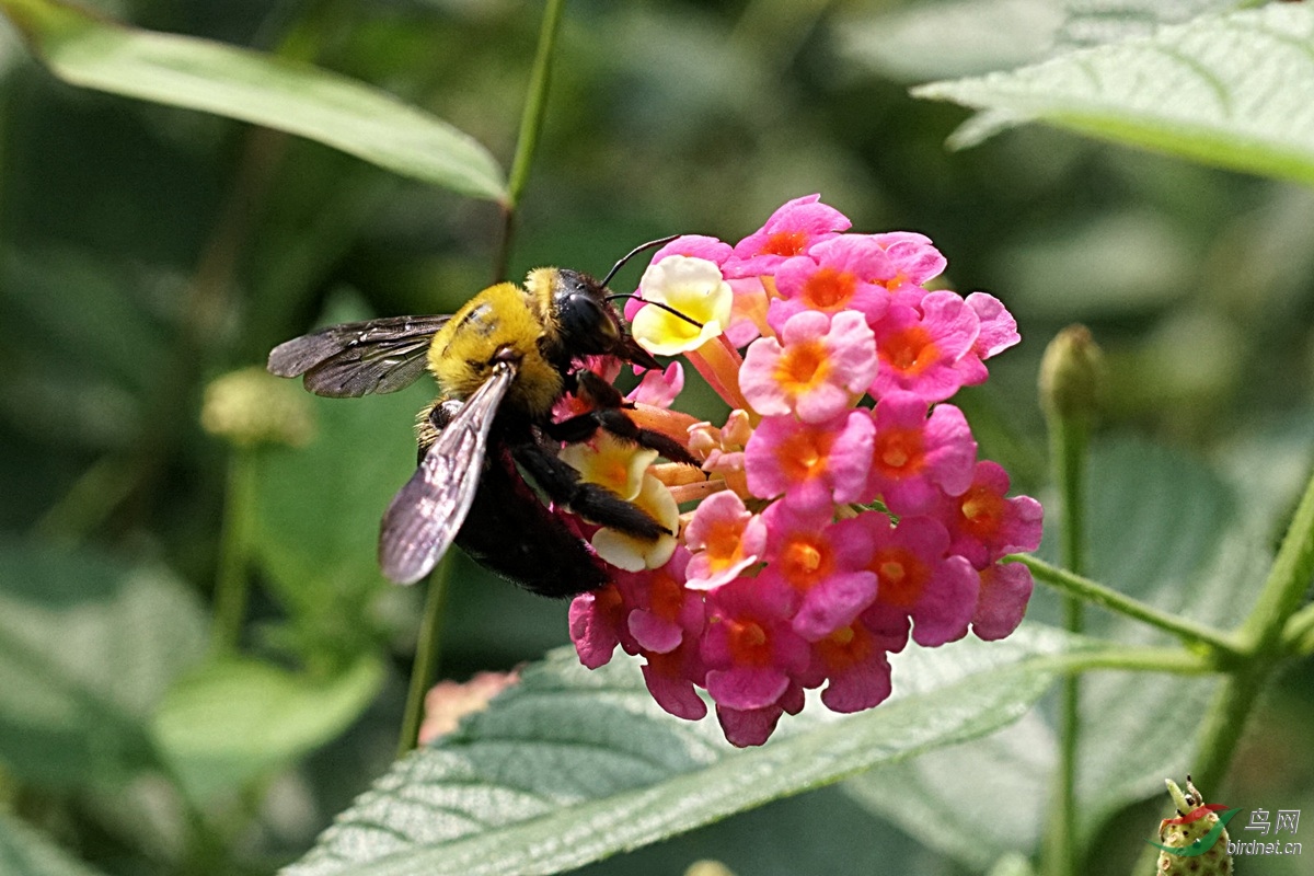 野蜂