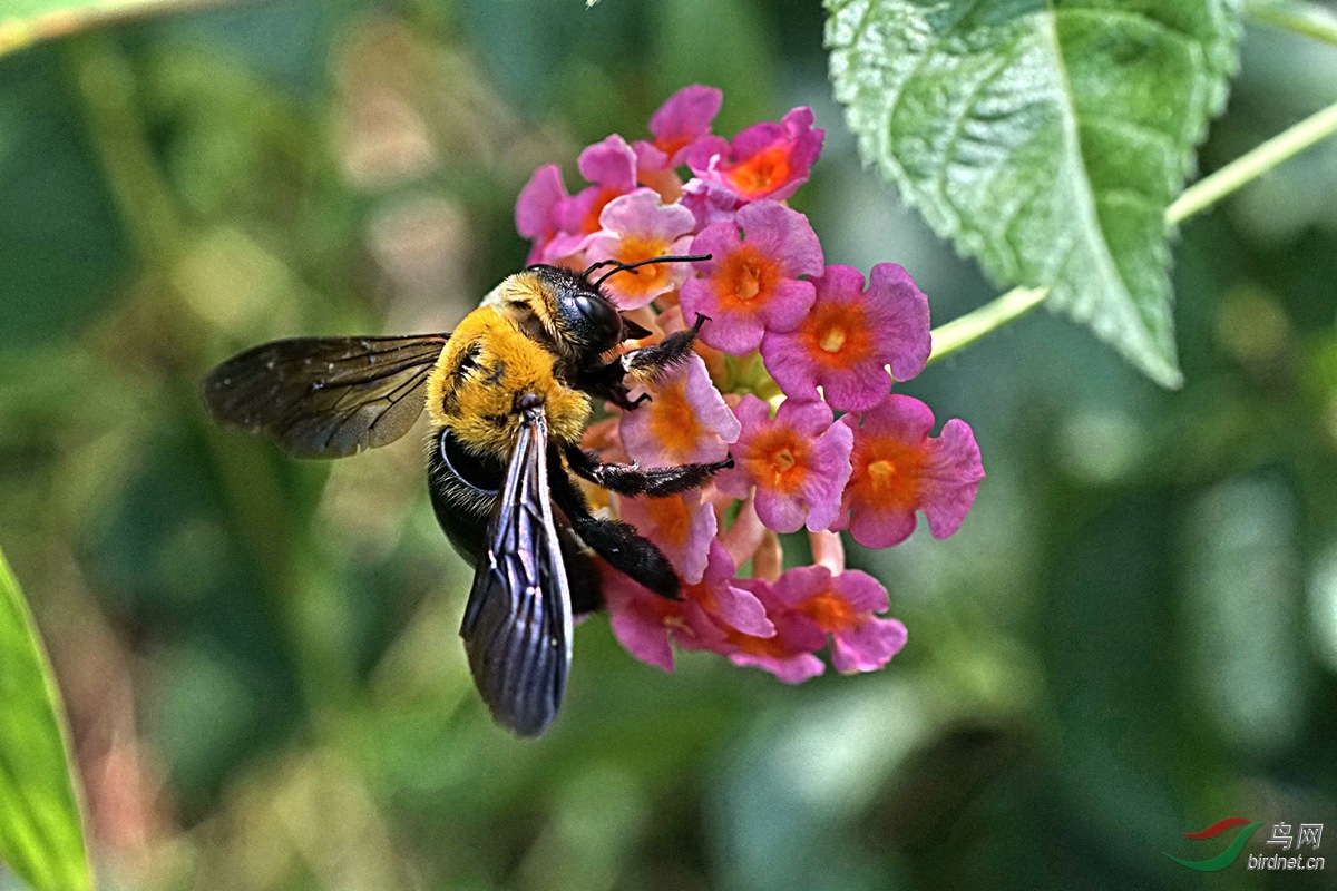 野蜂