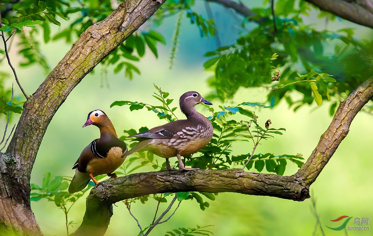 (鸳鸯)连理枝头是故园(获鸟网首页鸟类精华)