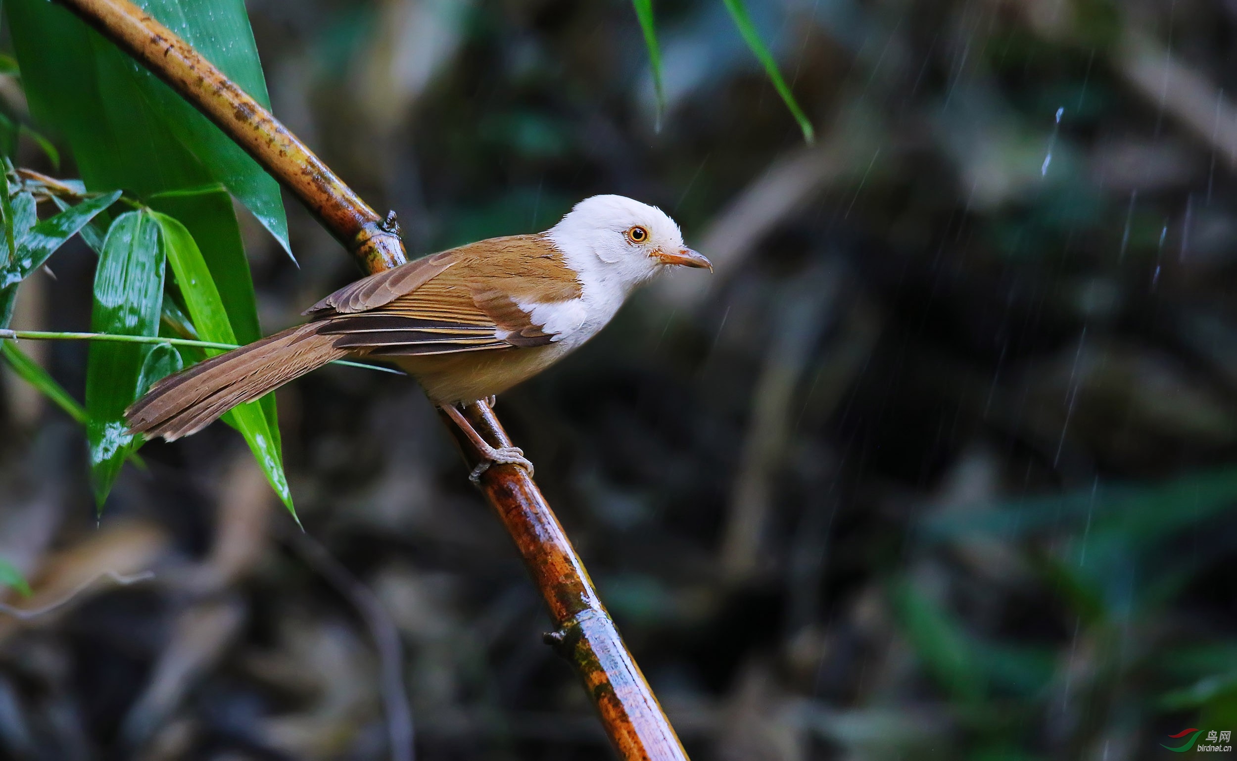 白头鵙鹛 - 广东版 guangdong 鸟网