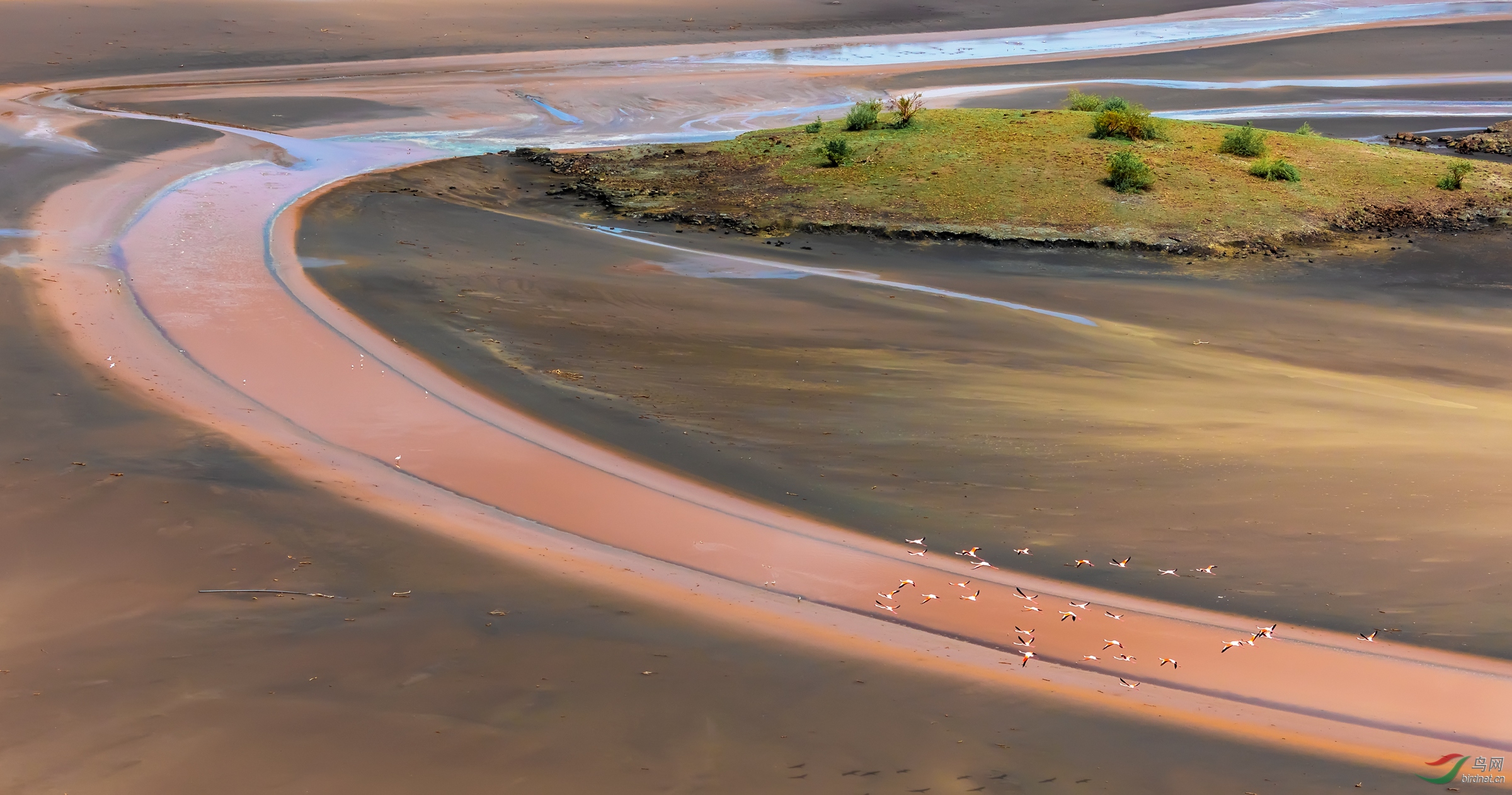 赛道竞翔 - 马加迪湖上的火烈鸟