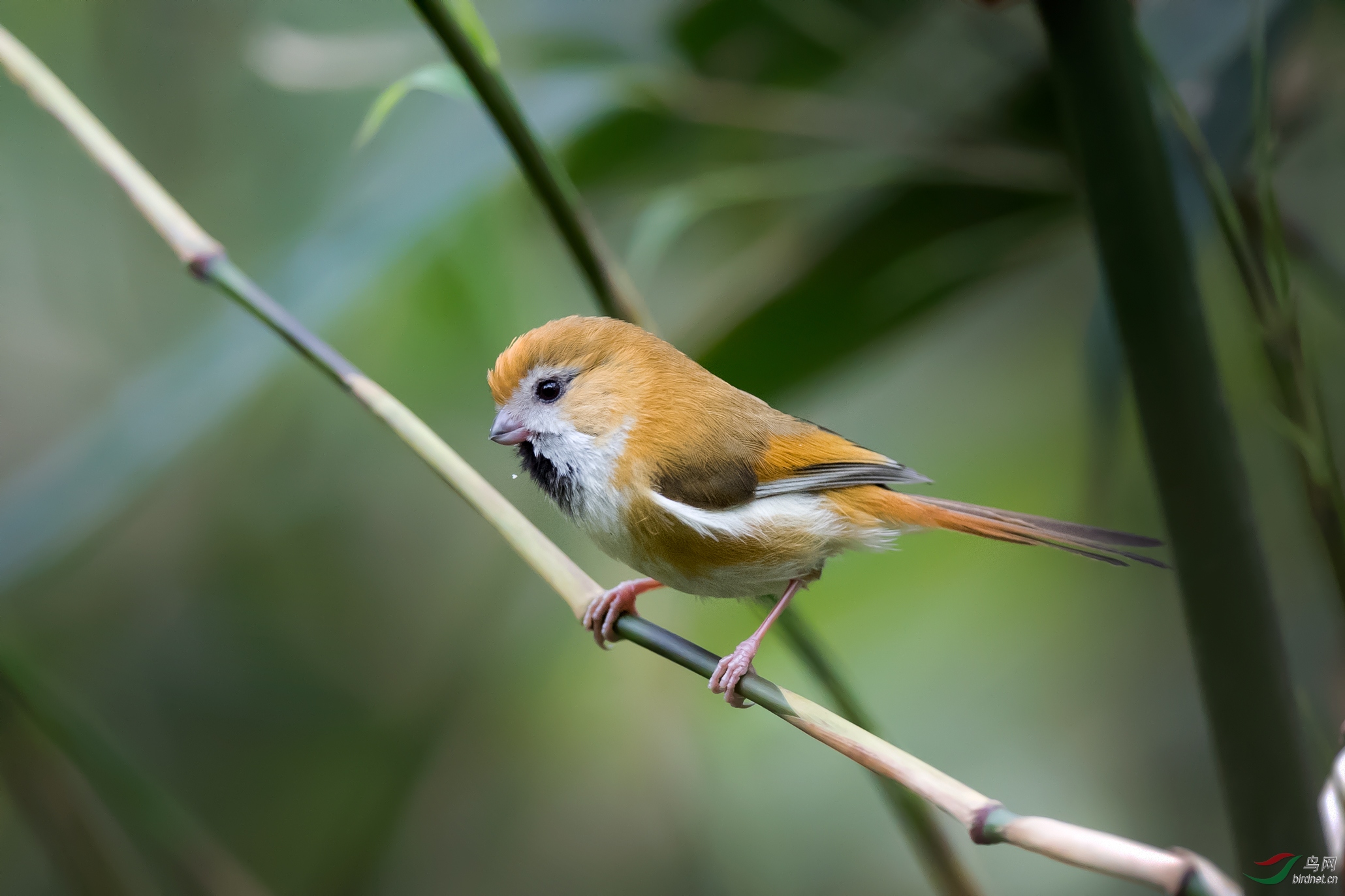 贵州宽阔水自然保护区三金之一金色鸦雀