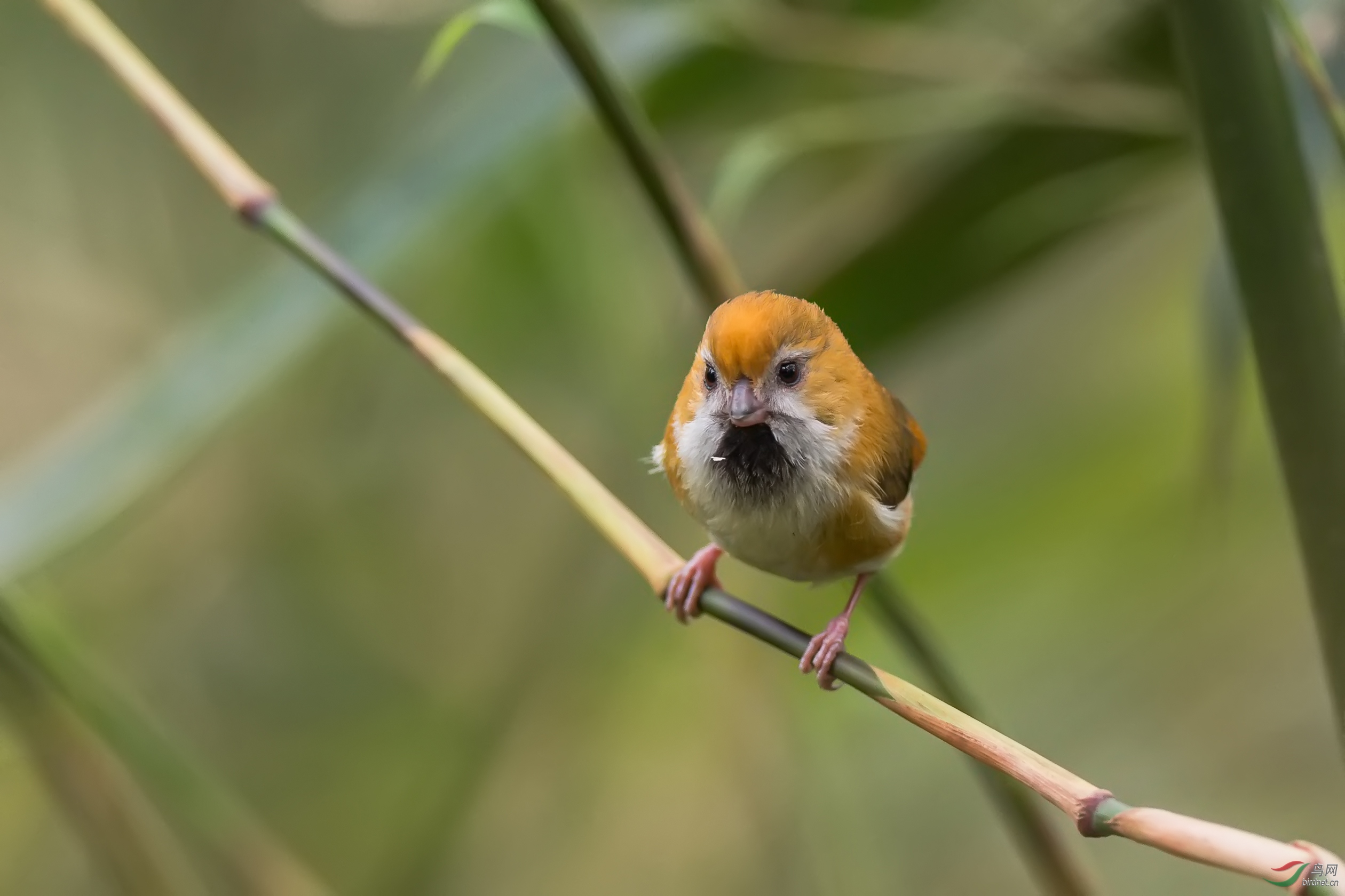 贵州宽阔水自然保护区三金之一金色鸦雀