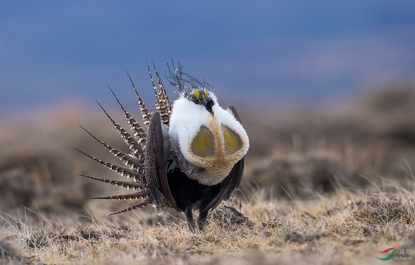 心中的国宝艾草松鸡贺获鸟类精华