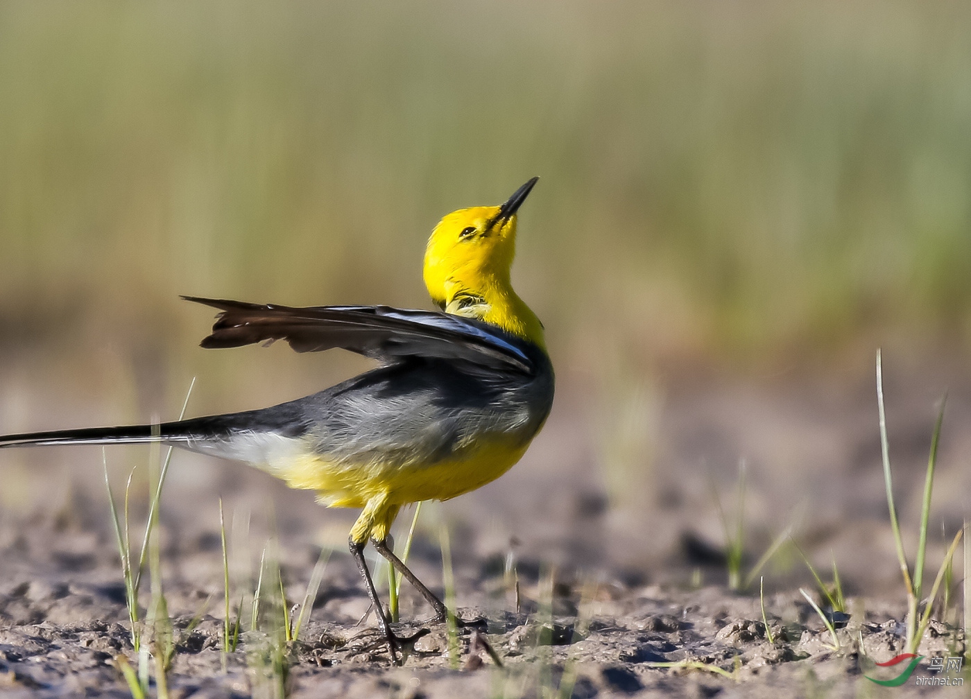 机灵快乐的黄头鹡鸰1