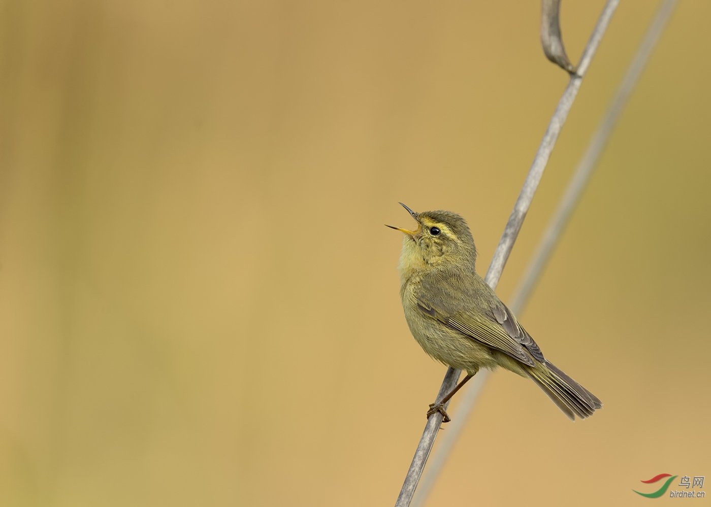 细纹苇莺放声歌唱