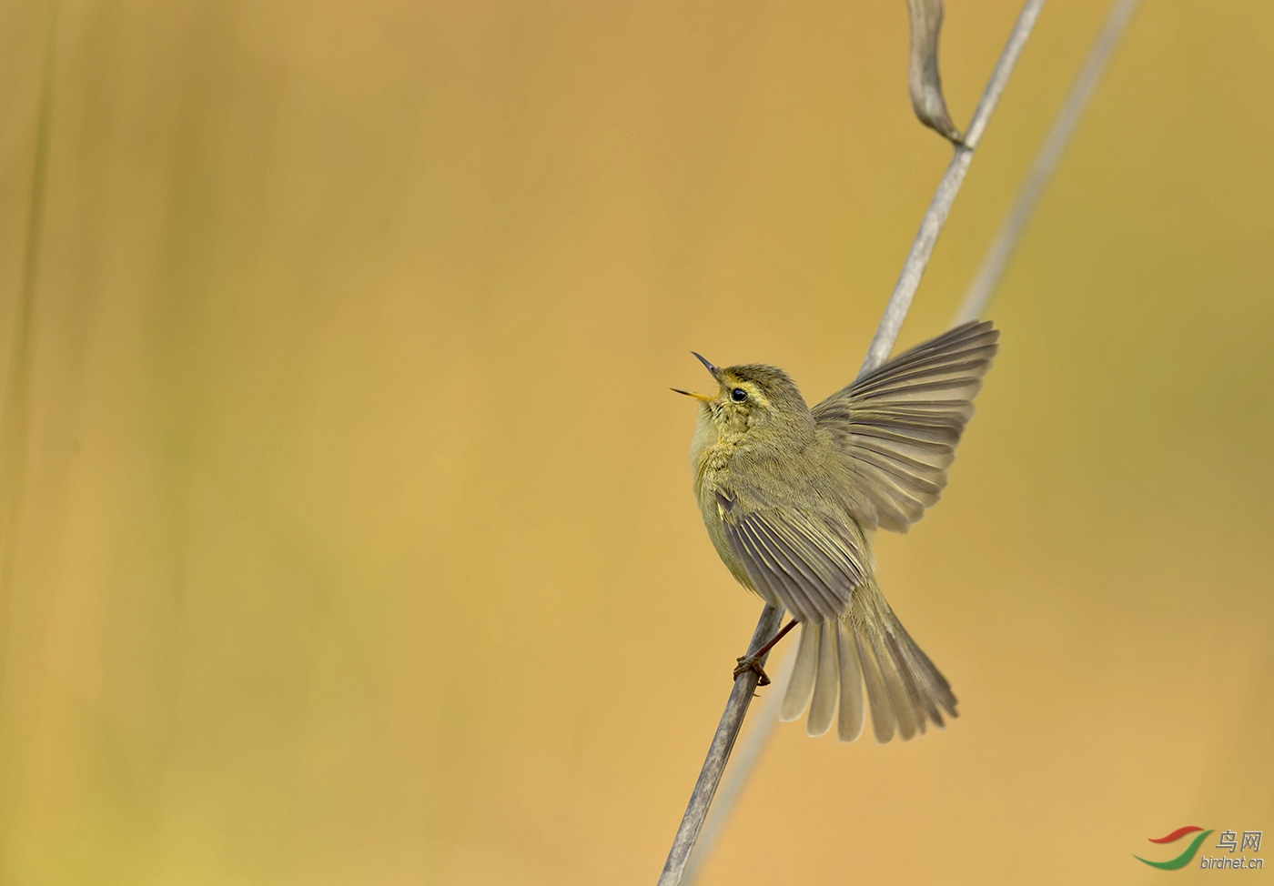 细纹苇莺放声歌唱