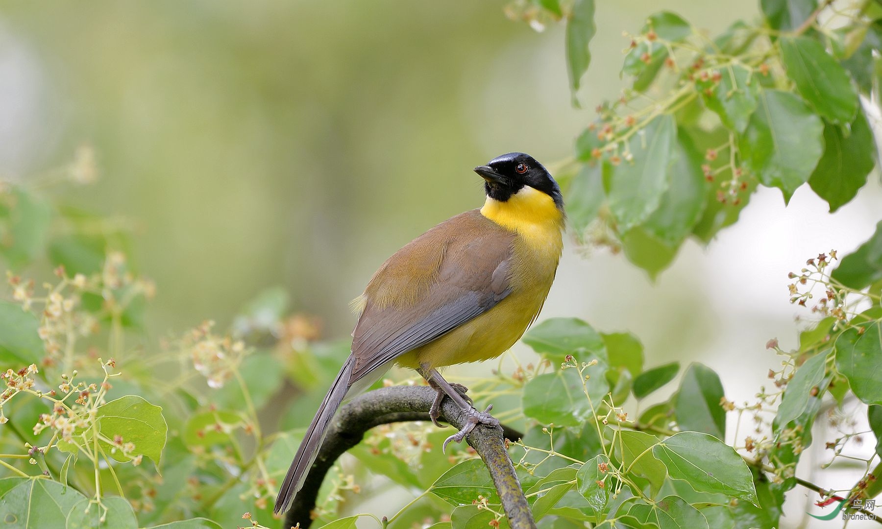 来自江西婺源的靛冠噪鹛