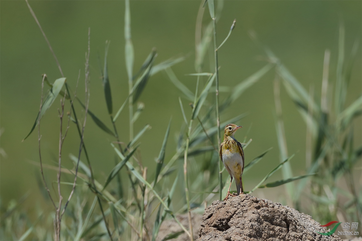 祝贺0雨过天晴0老师荣任鸟类风光版版主.