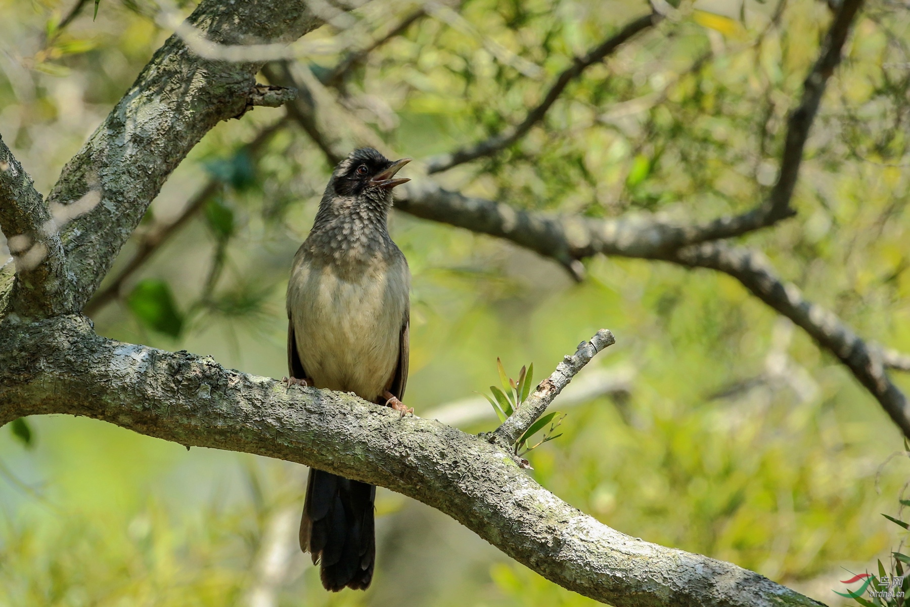 站在树上说鸟话