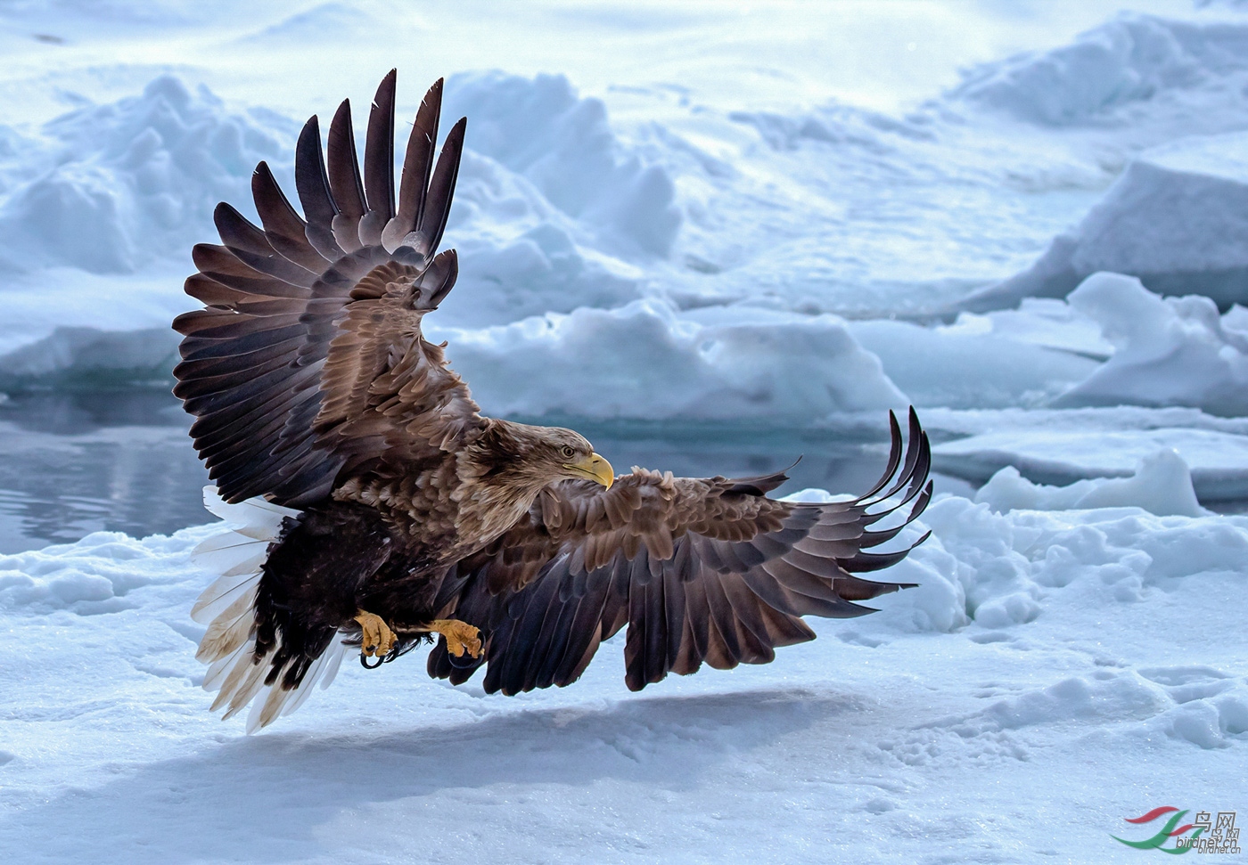 猛禽版2018年4月份荣获鸟网每日一图及首页精华图片集锦