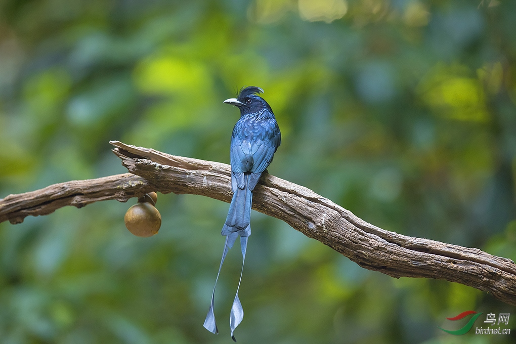 祝贺雨过天晴老师荣任鸟类风光版版主