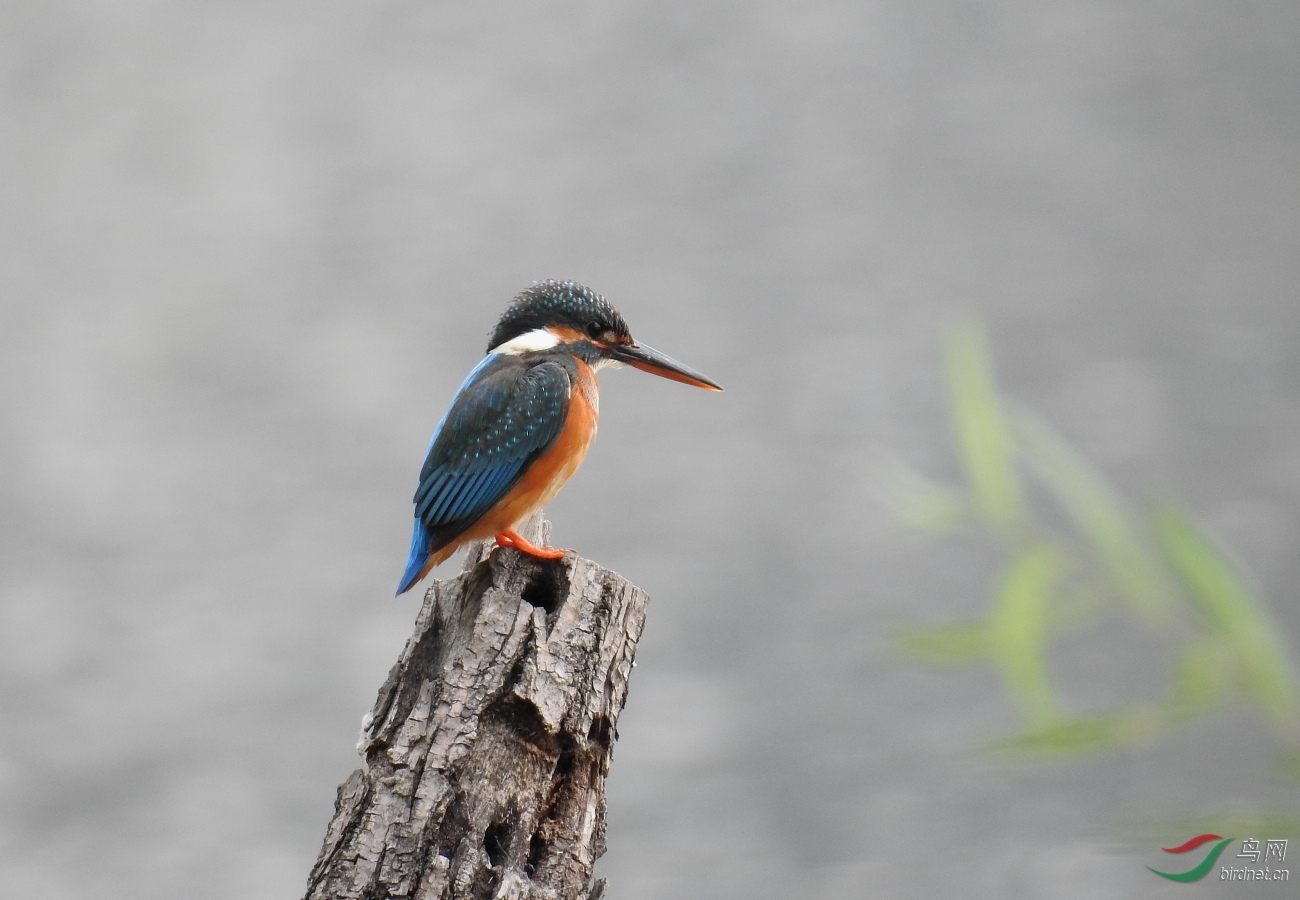 我用尼康p900s拍鸟的一点感受