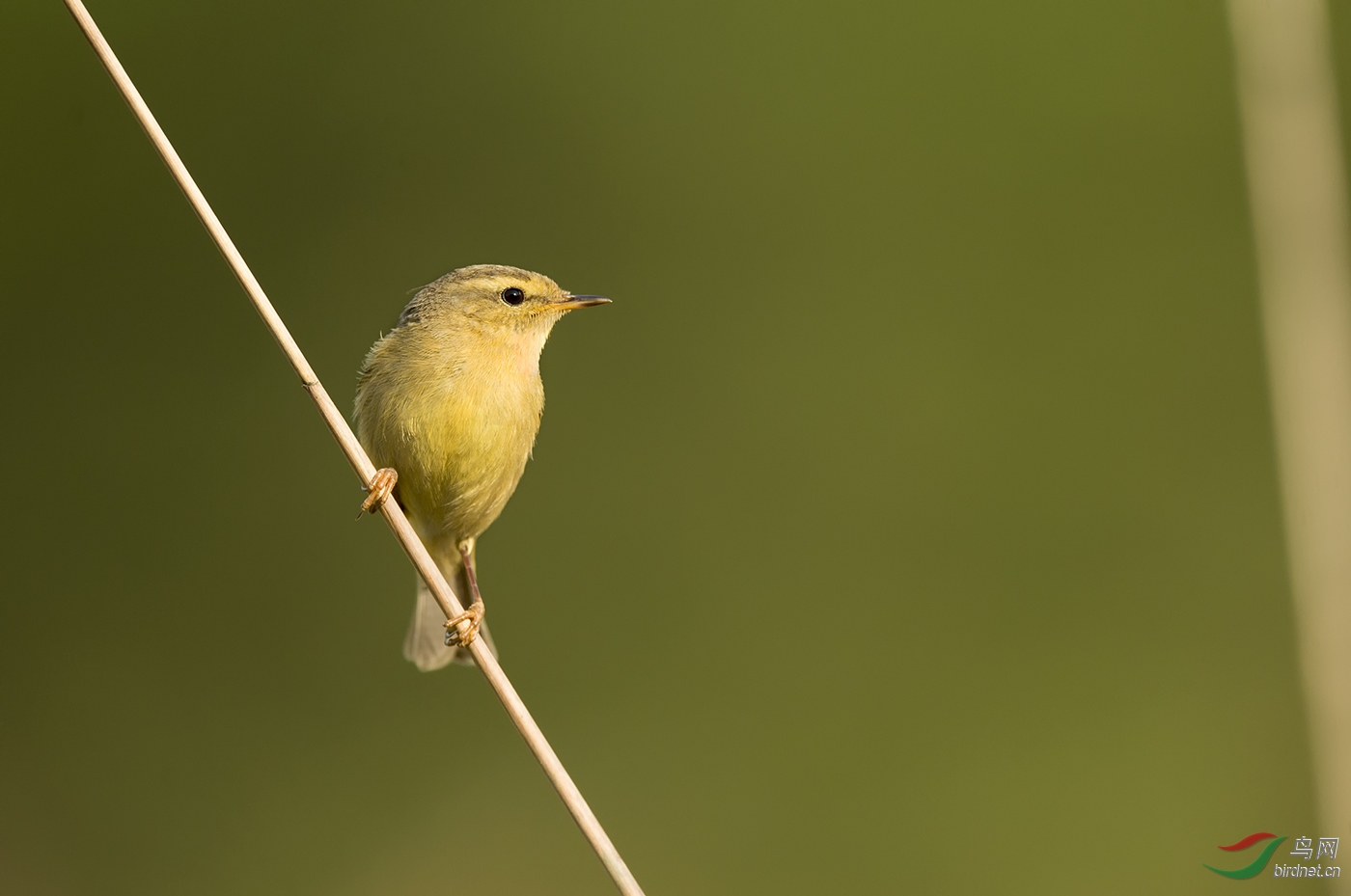 细纹苇莺【注视前方!】