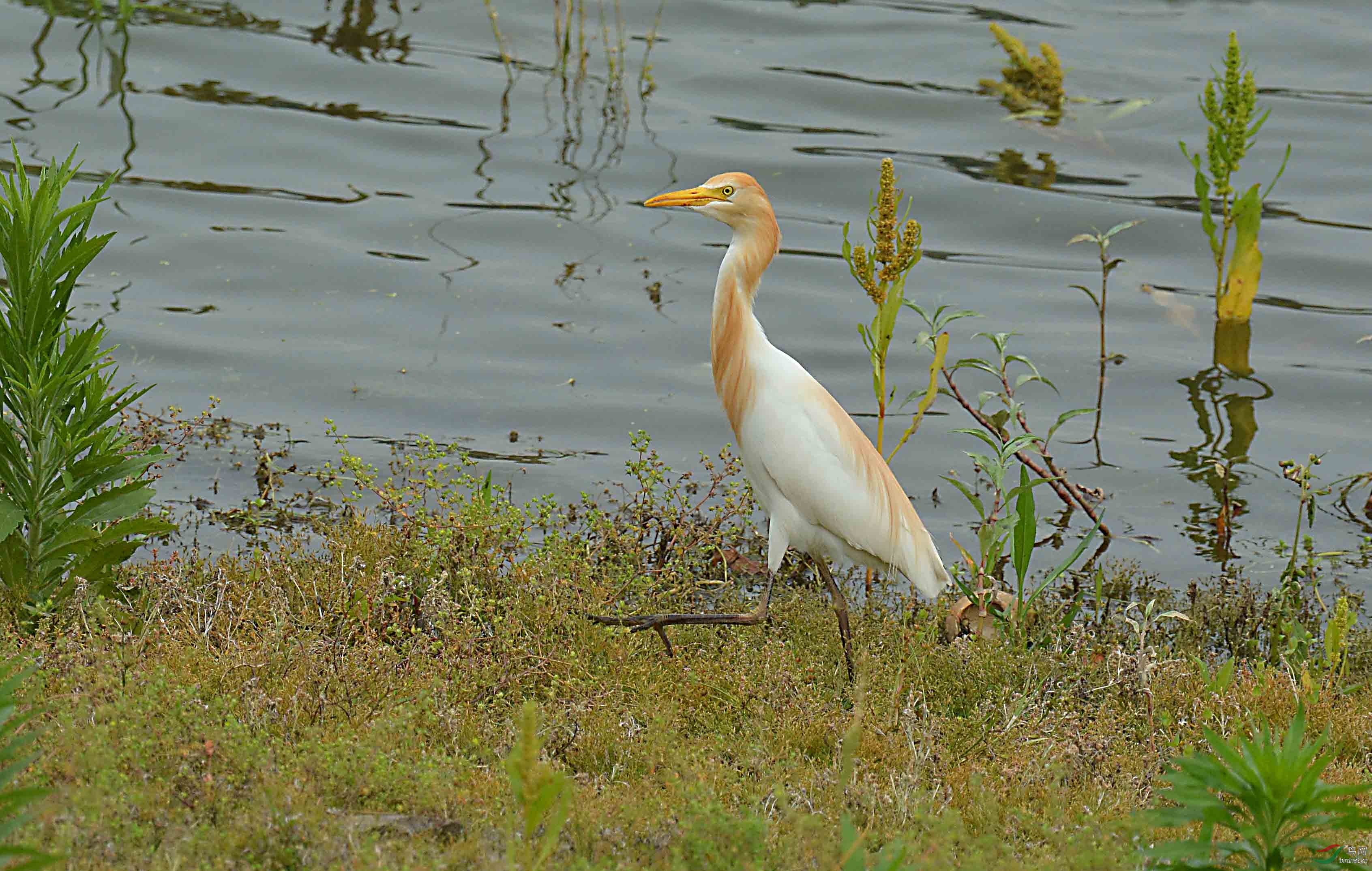 所谓伊鸟,在水一方
