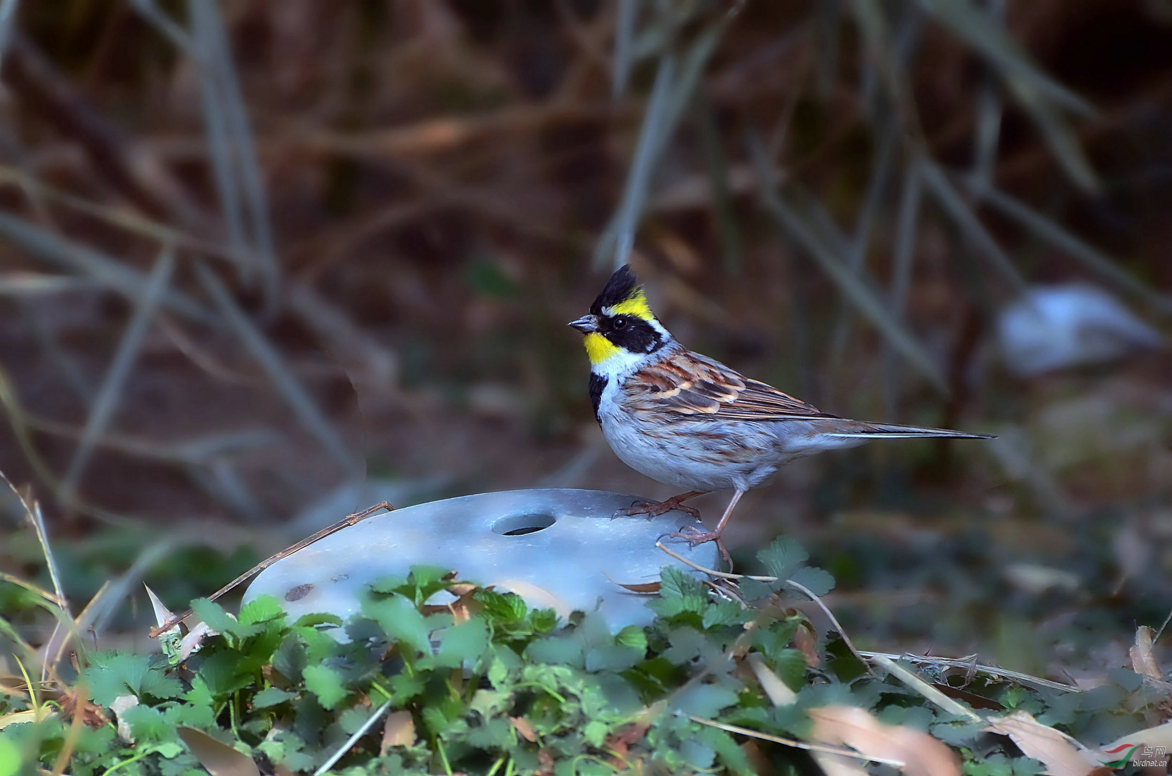 漂亮的黄喉鹀鸟