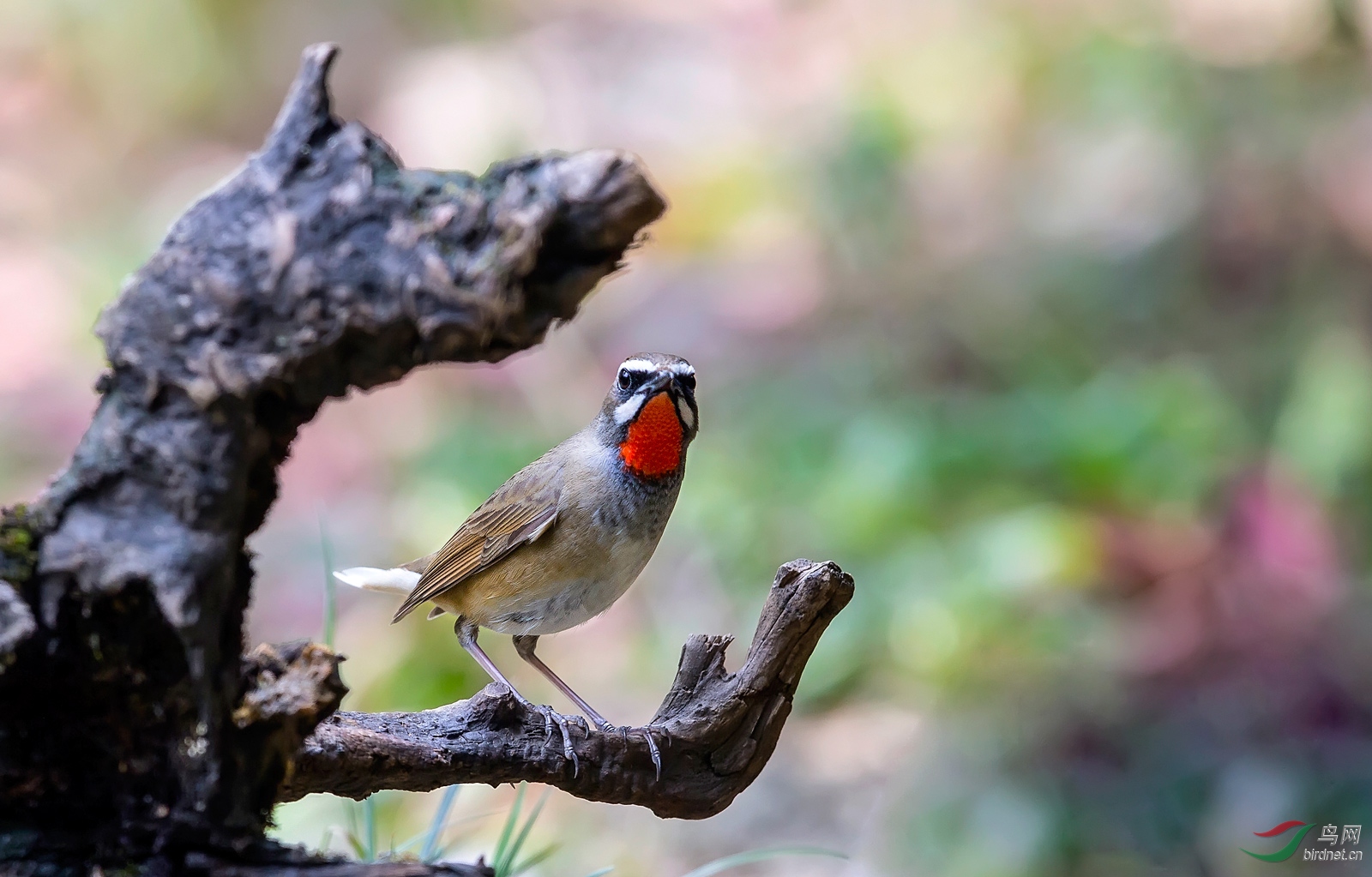 少见的红喉(白尾)歌鸲