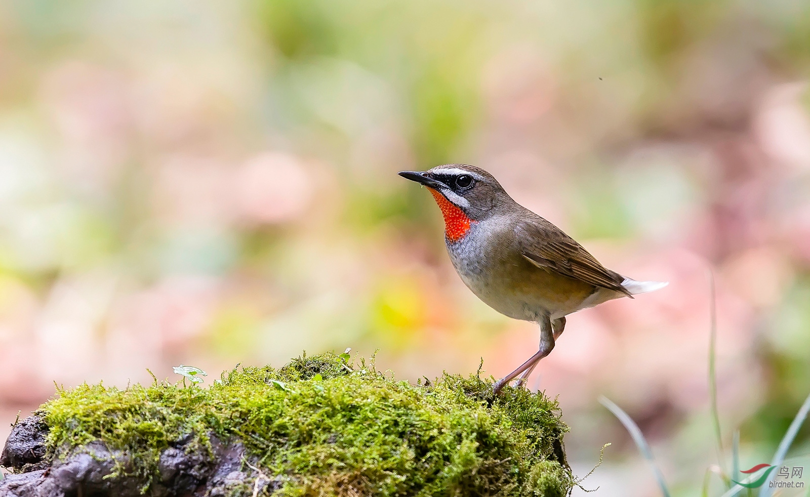 少见的红喉(白尾)歌鸲