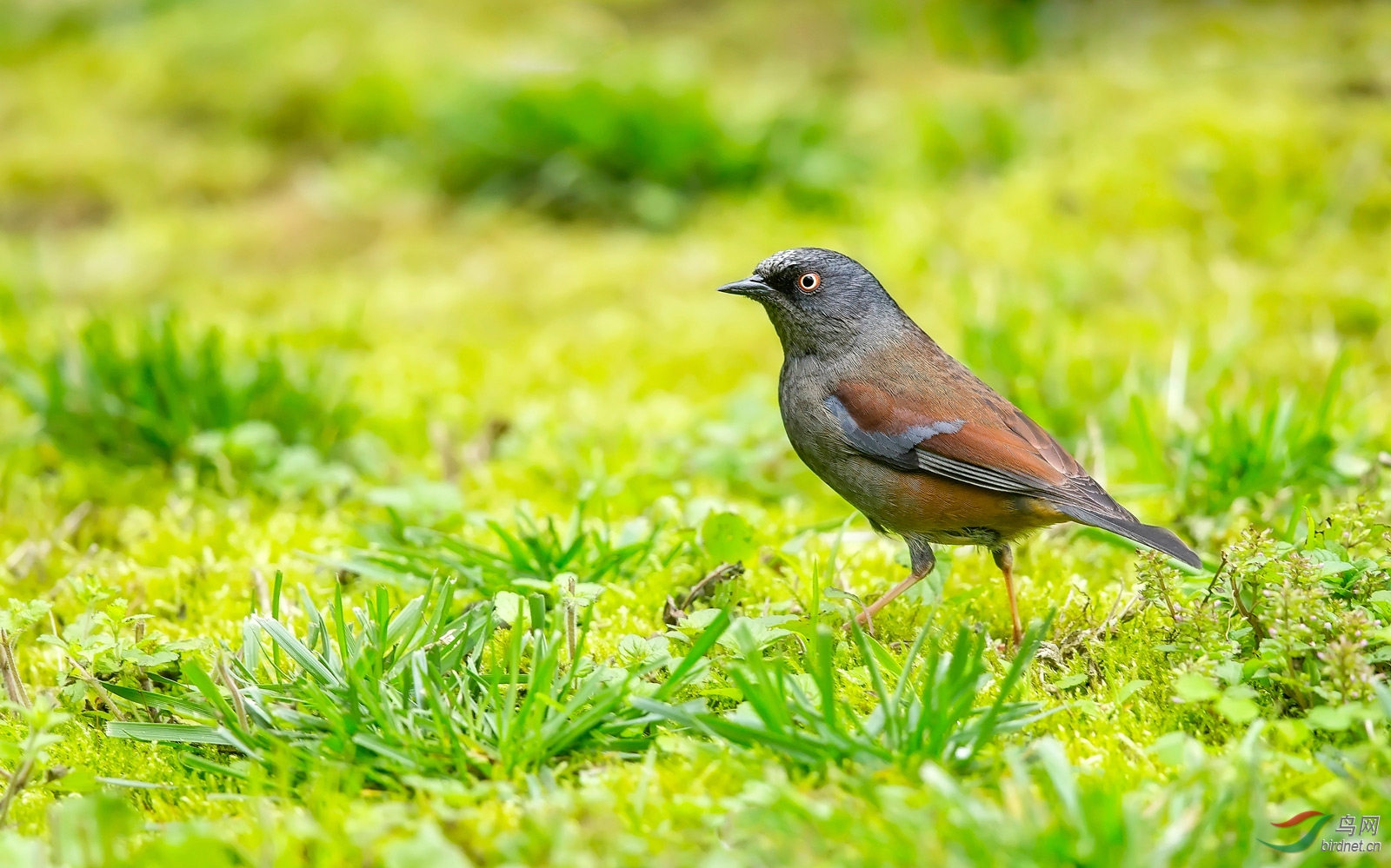 春色迷鸟(栗背岩鹨)