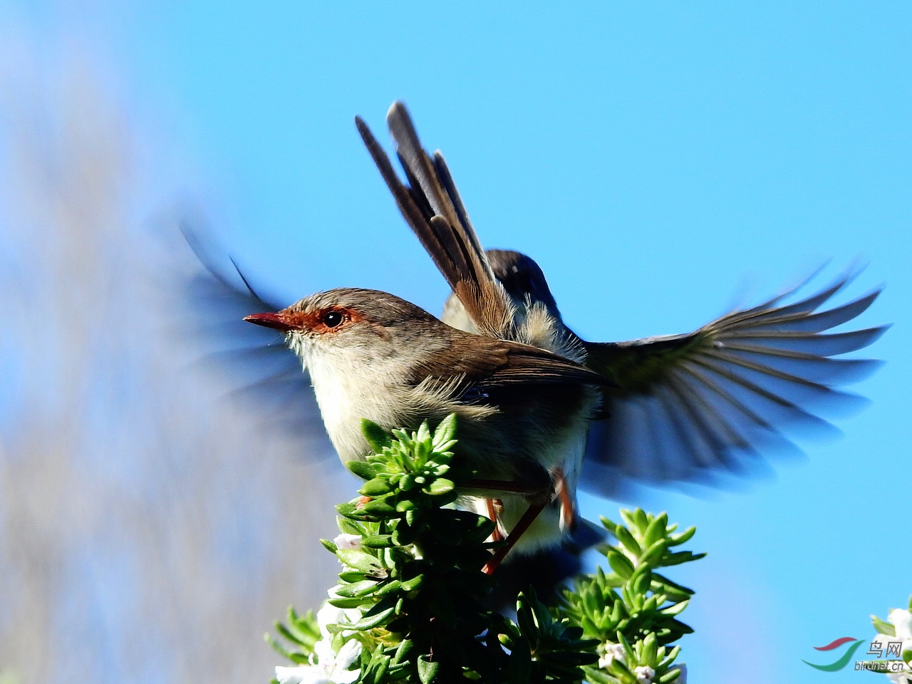 华丽细尾鹩莺(壮丽细尾鹩莺)